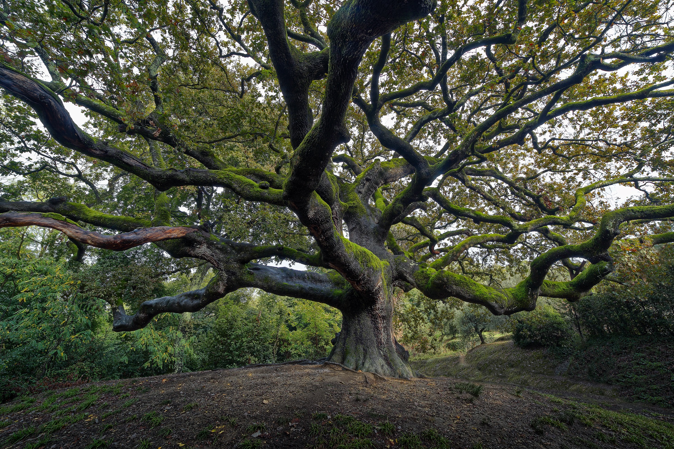 I've seen things that you humans...