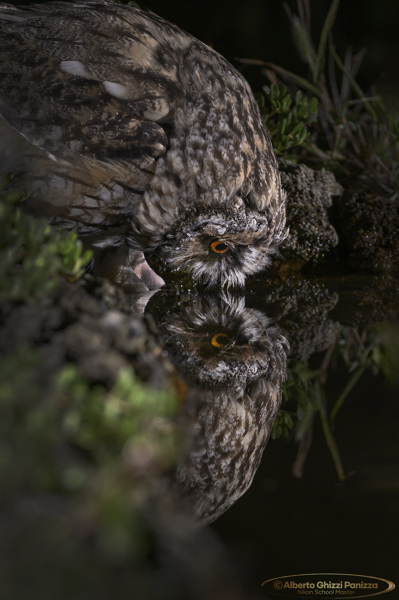Riflessioni del gufo