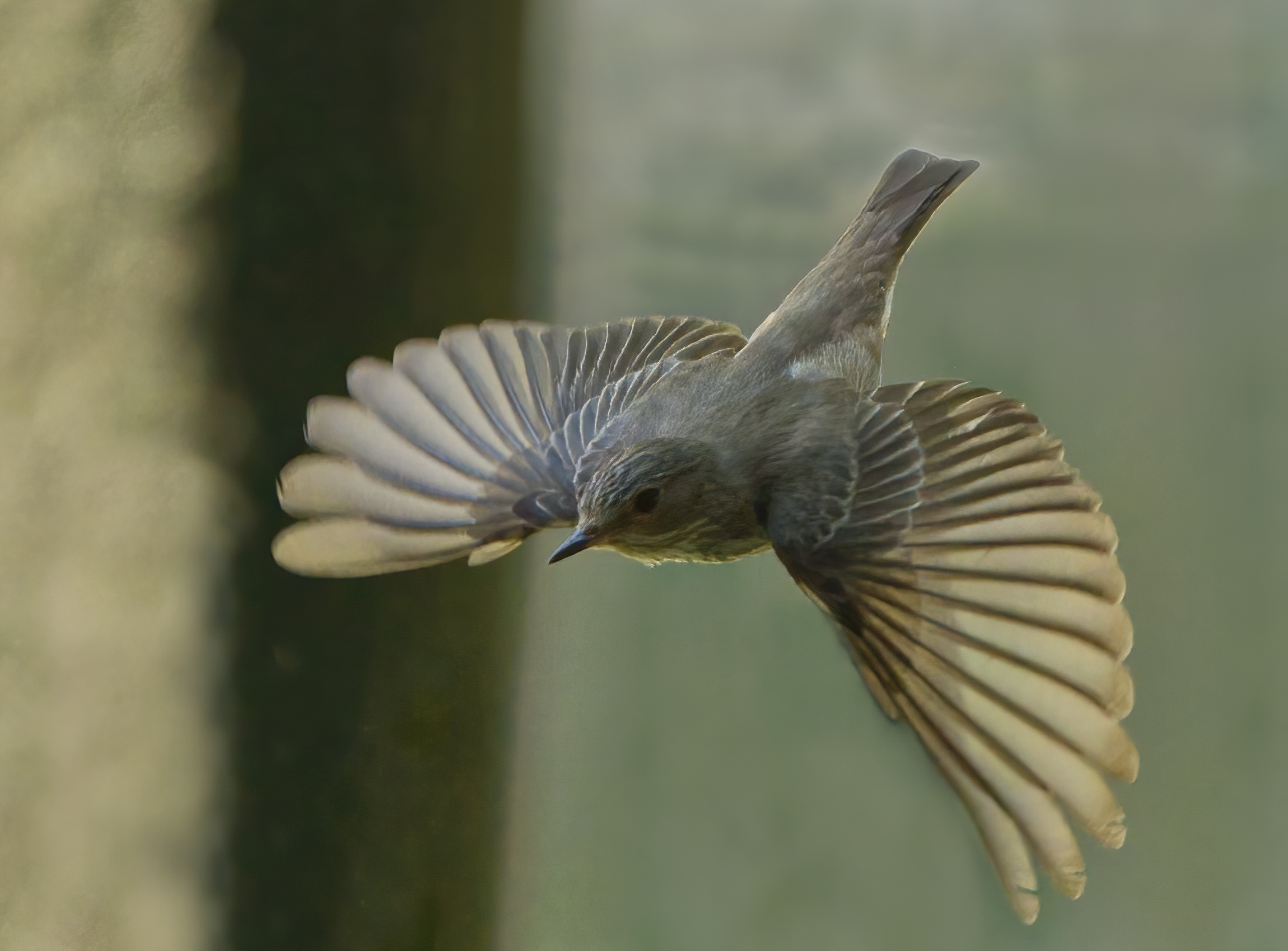 Le ali del pigliamosche