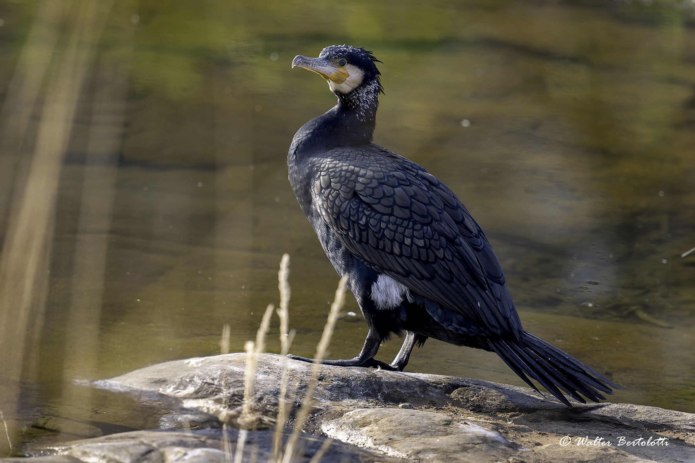 Cormorant in Wedding