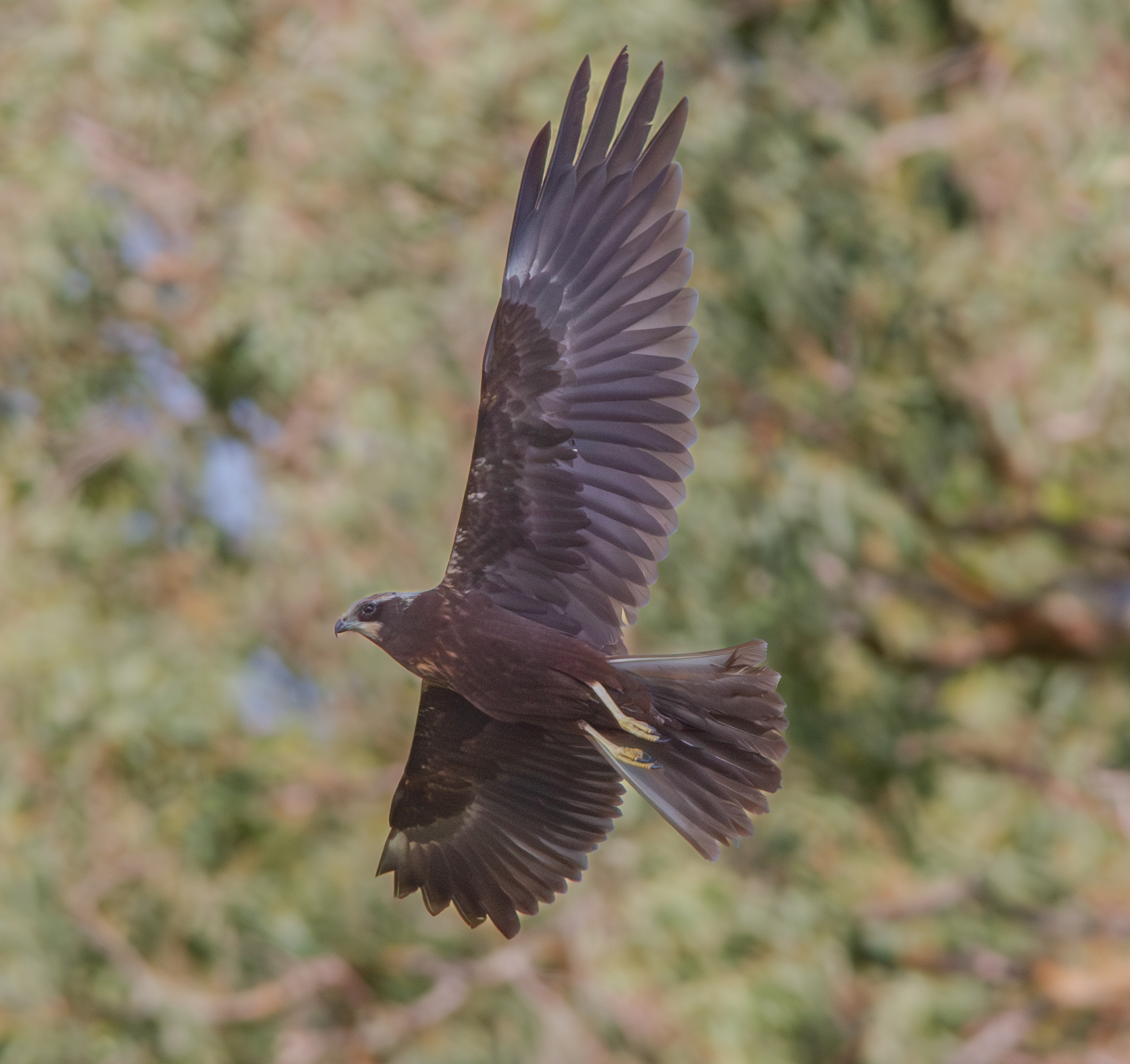 Marsh Harrier (f)