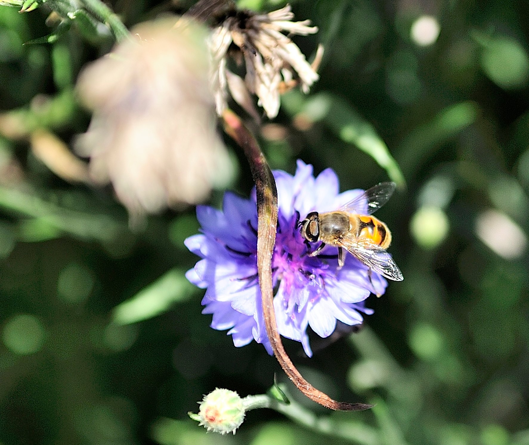Eristalo tenace