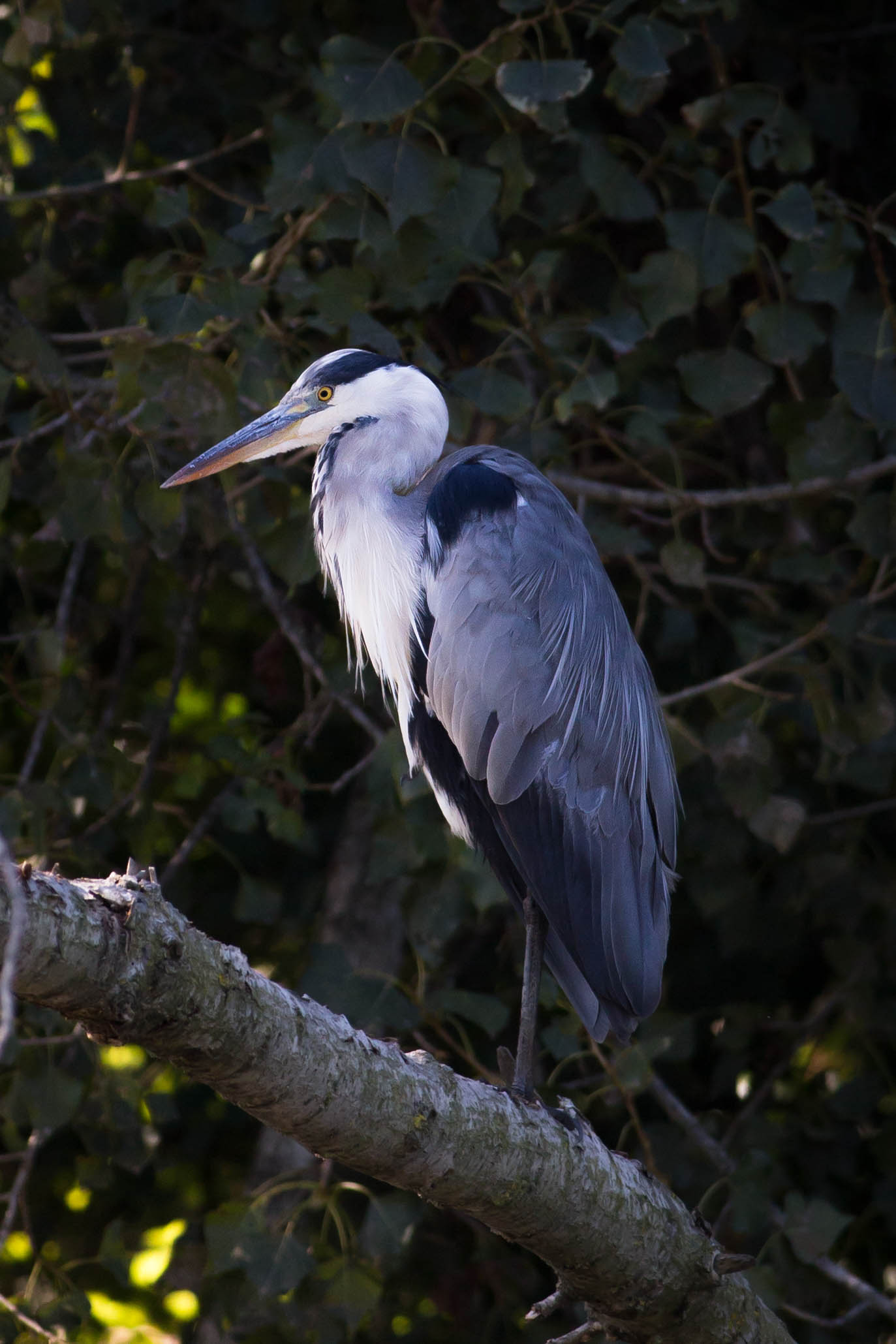 Ardea cinerea L.