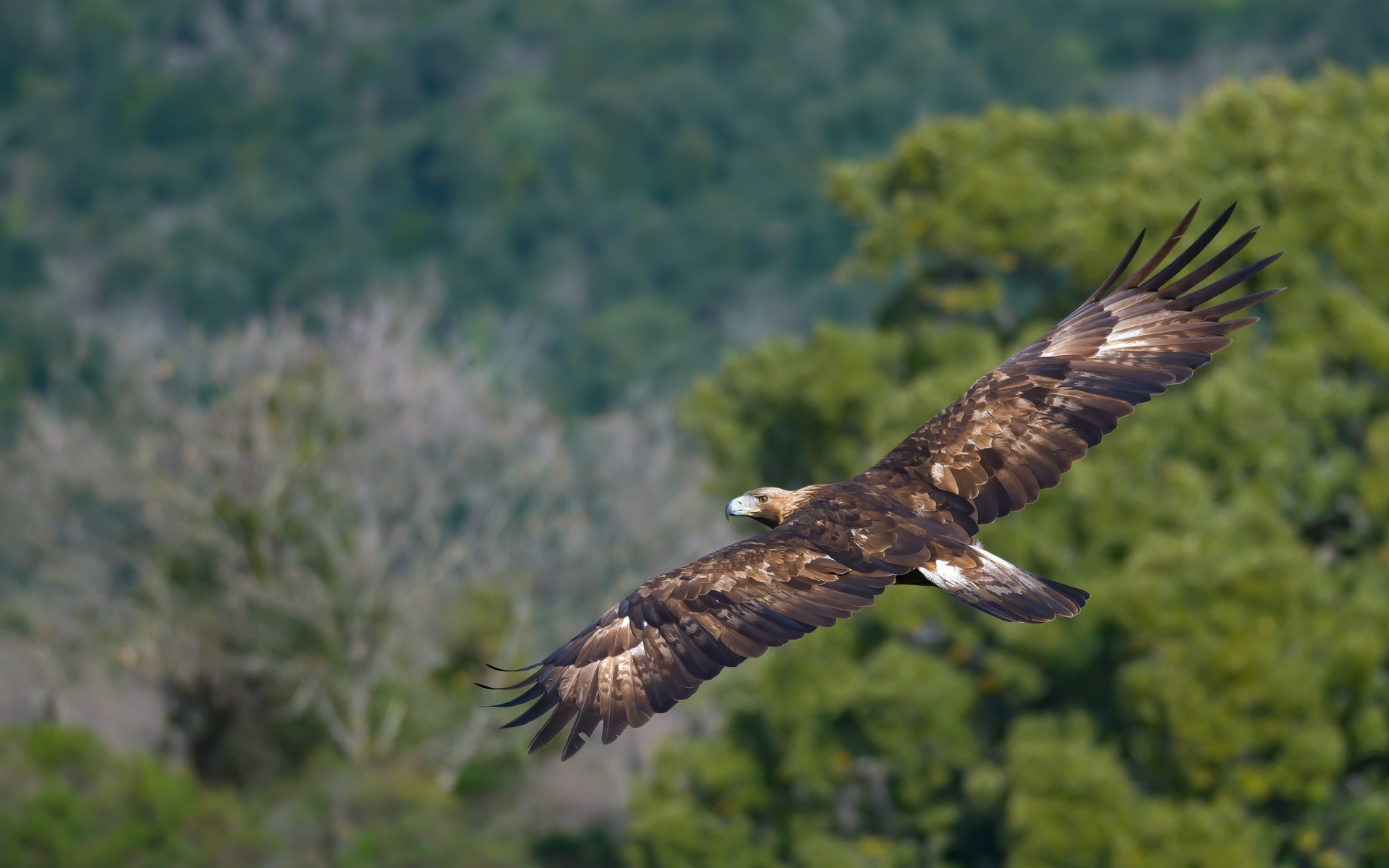 Aquila reale