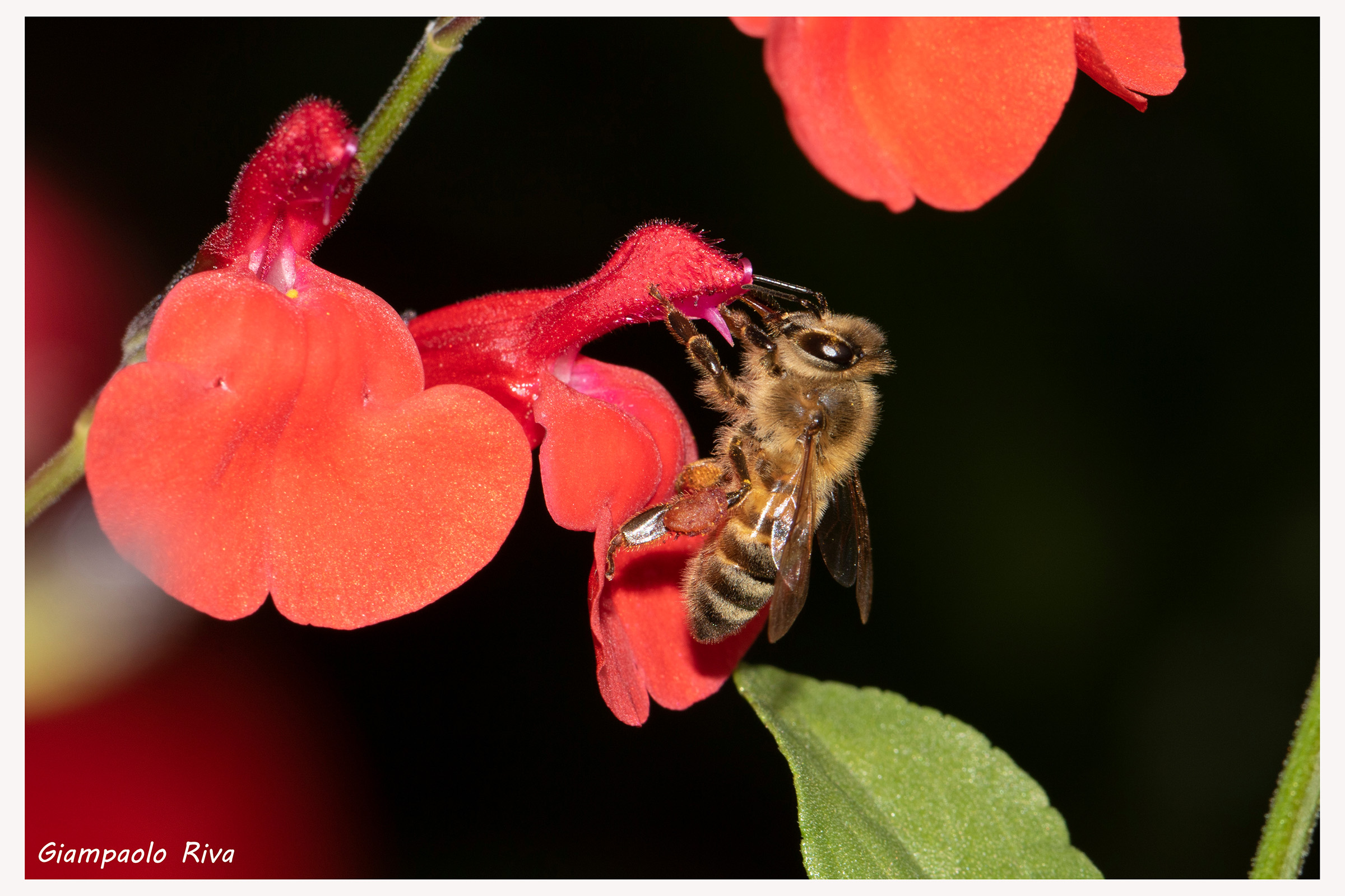 Ape su salvia microphylla