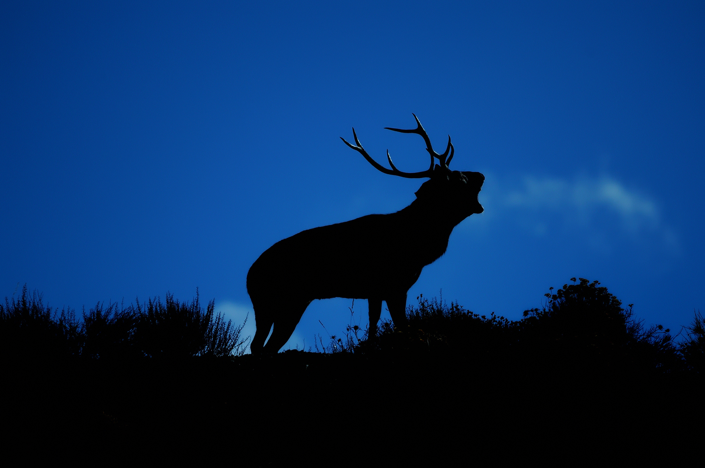 Sardinian deer: the bellowing at dawn