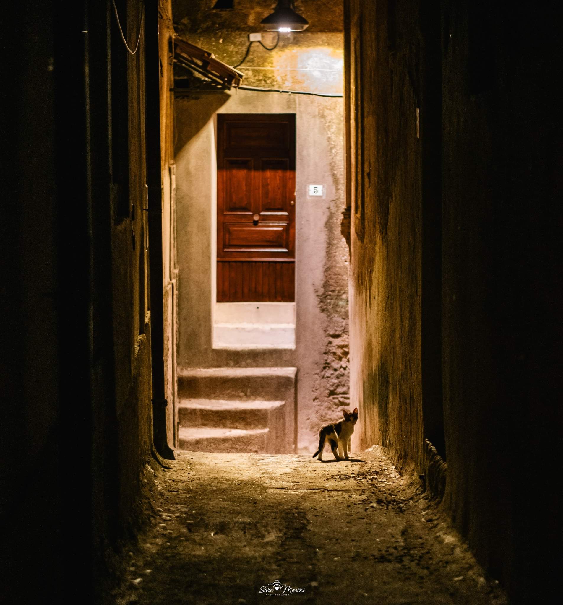 Gatto di strada