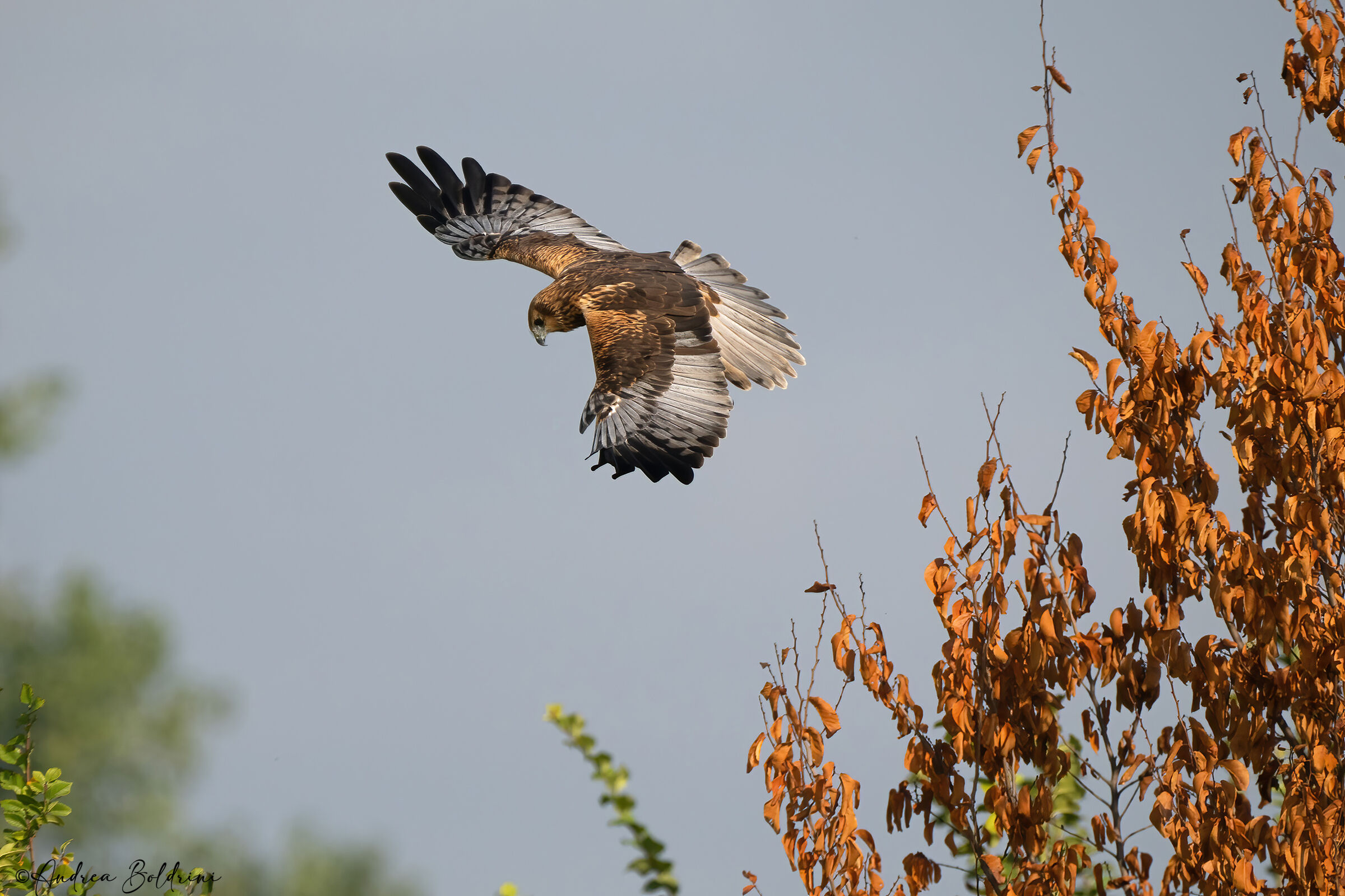 Marsh Harrier