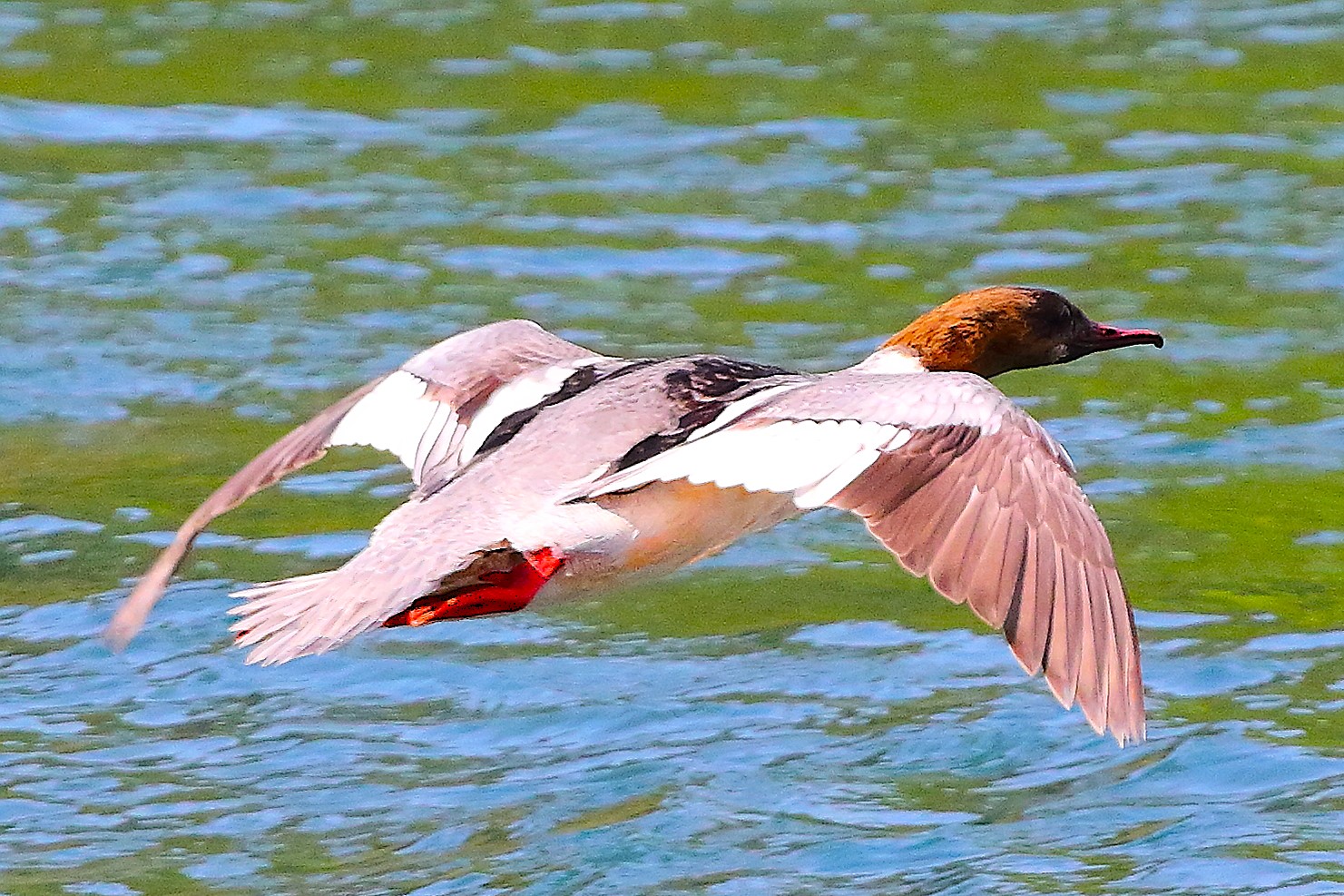 Smergo F 12  aprile 2024 - 8316