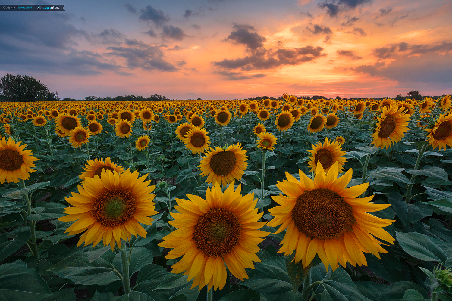 Tramonto sul campo di Girasoli