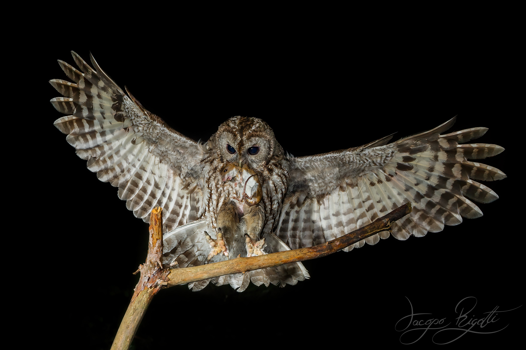 Tawny owl landing with prey