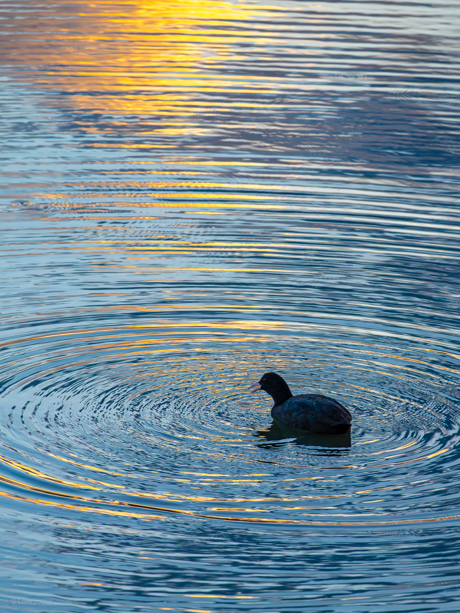 Coot and waves