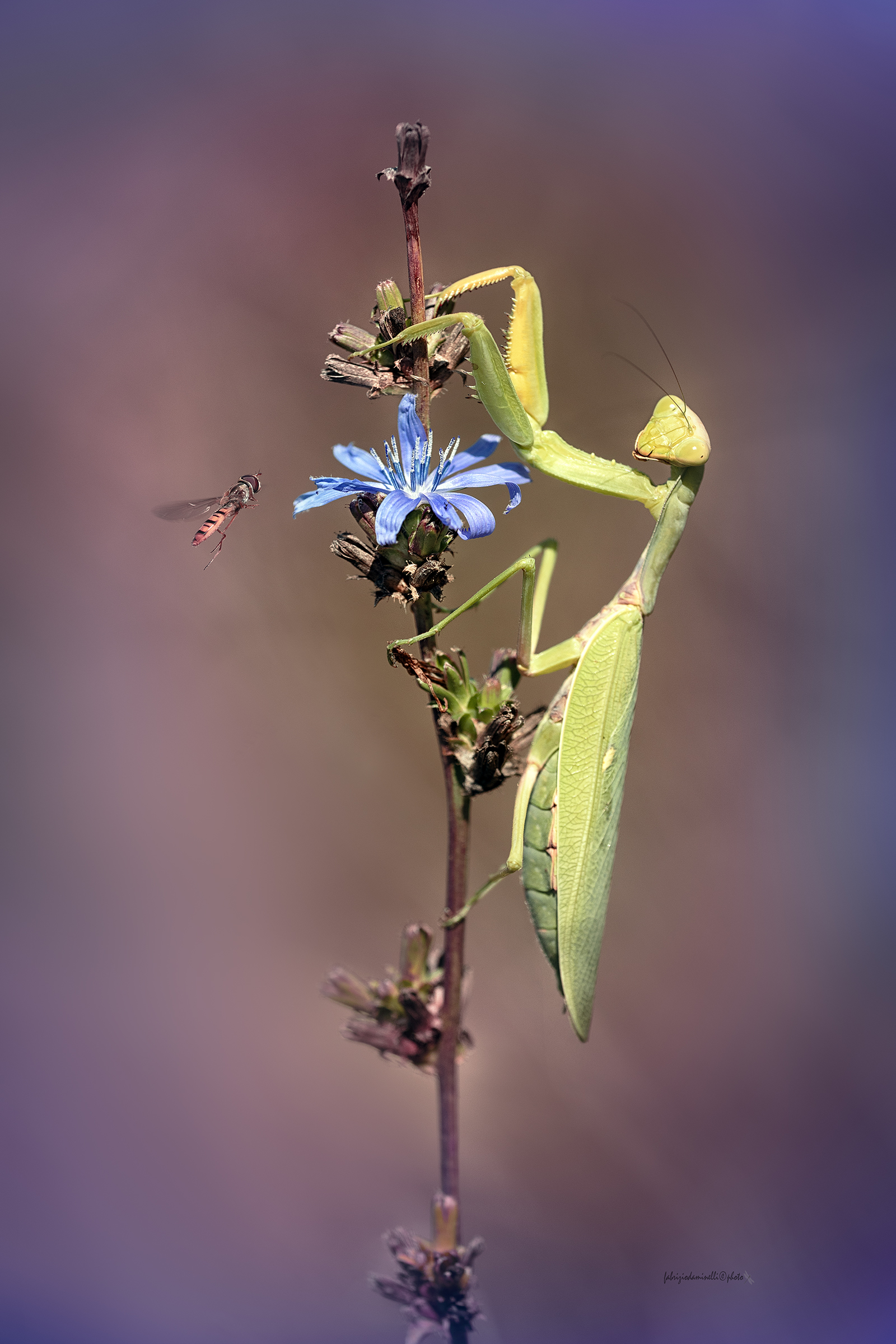 Hierodula tenuidentata