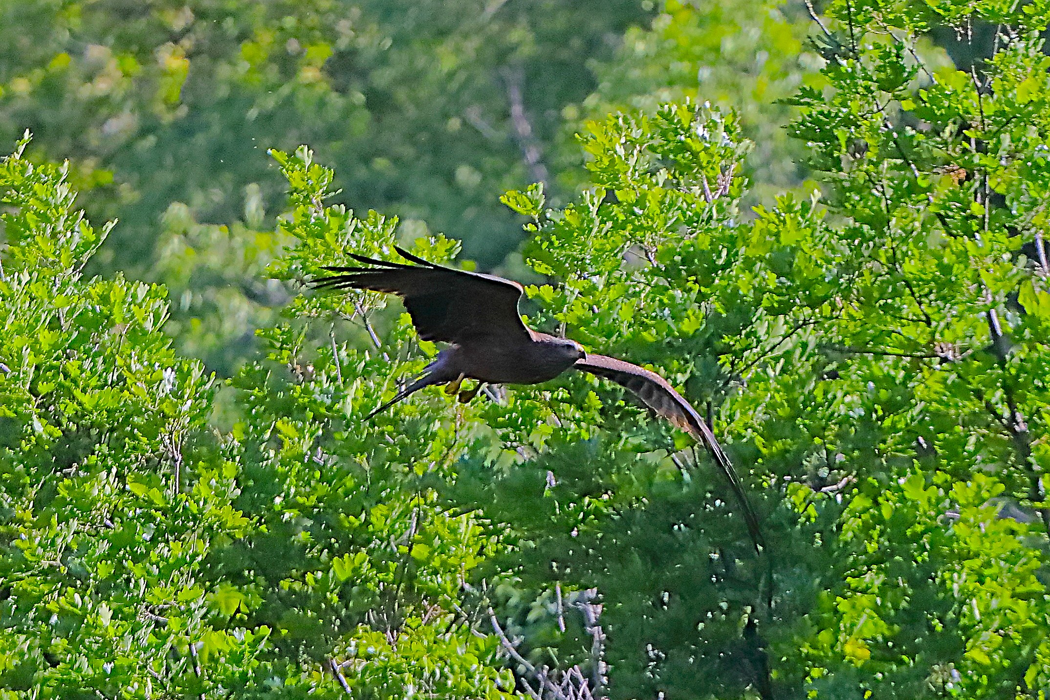 Nibbio bruno 24 aprile 2024 - 0009