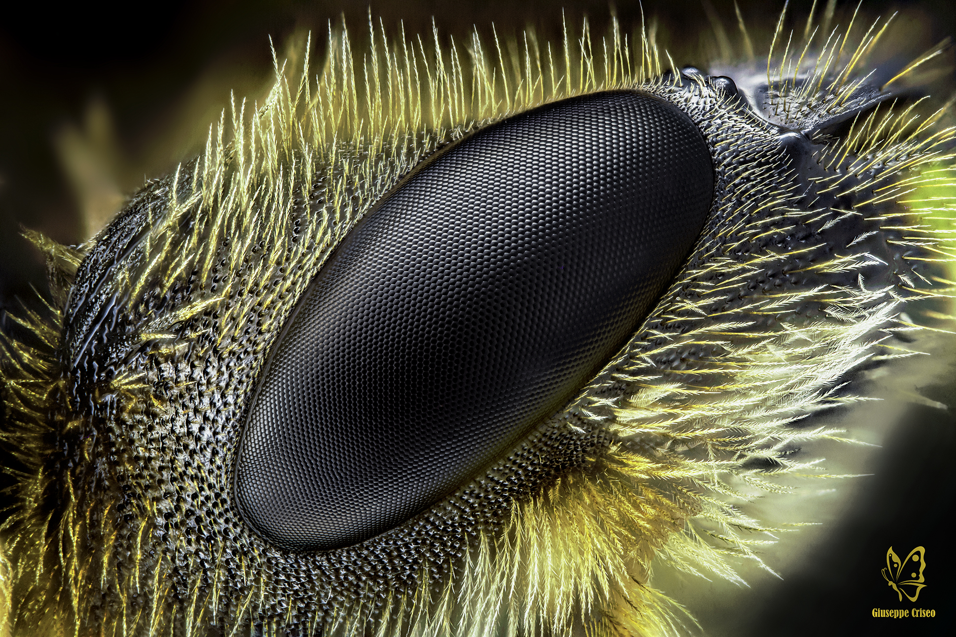 Halictus, Apidae