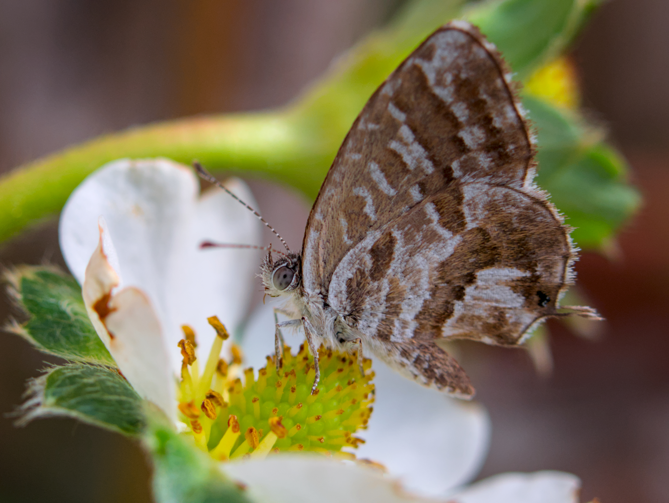 Piccola farfalla