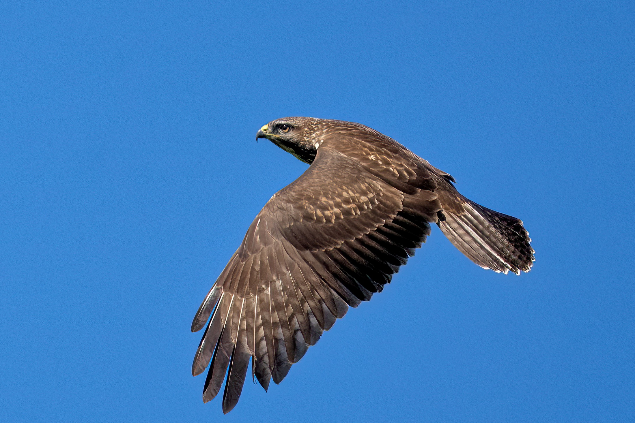 Buzzard (Buteo buteo)