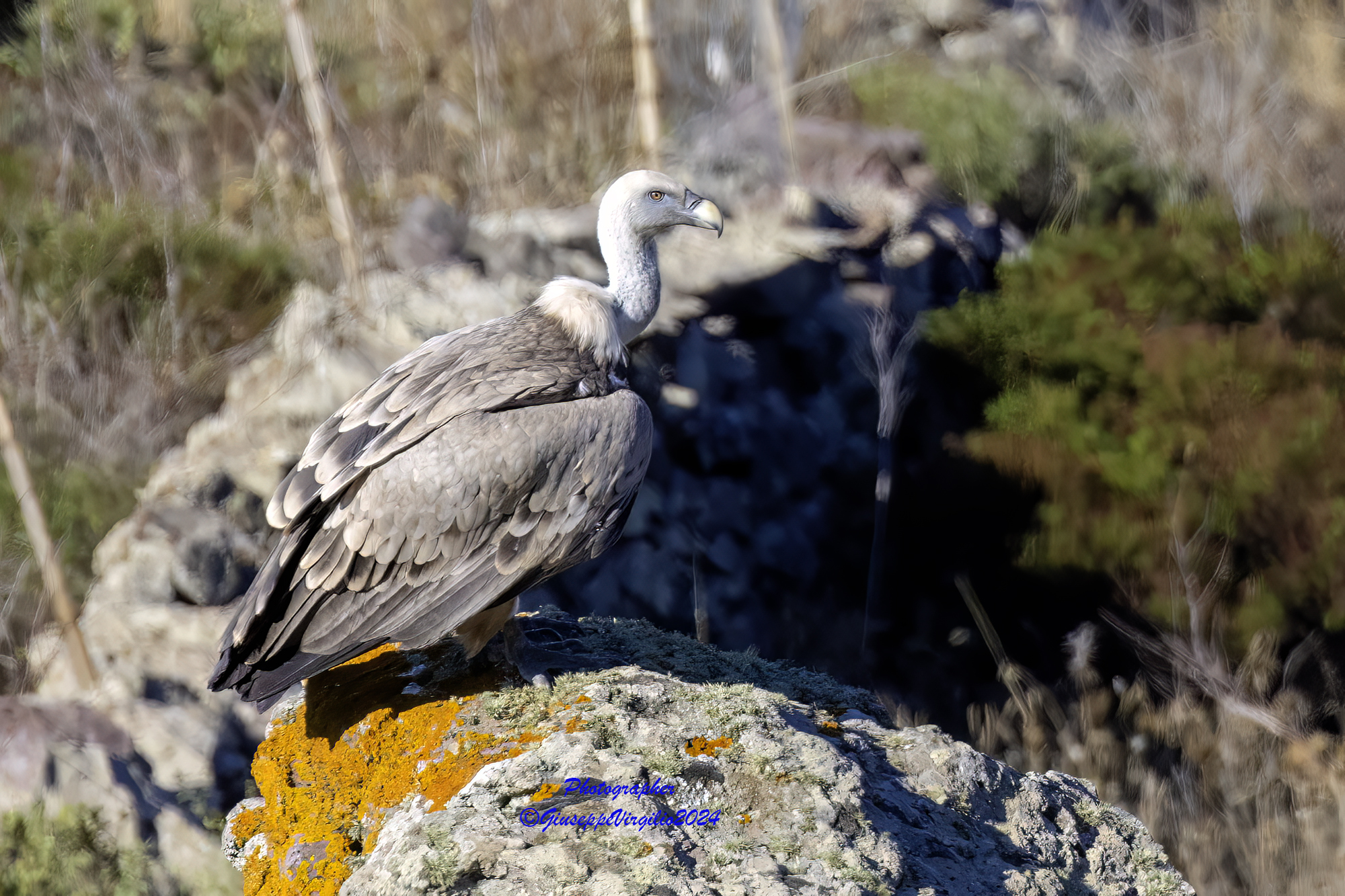 Grifone (Sardinia 2024)