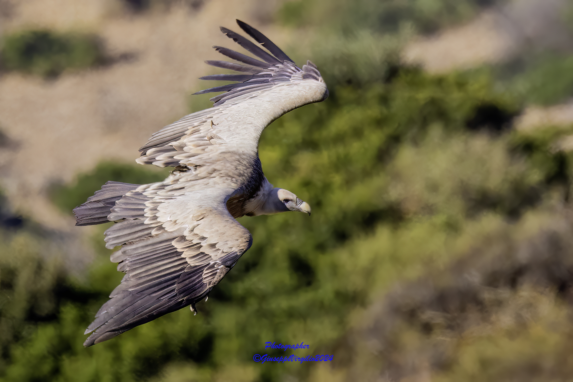 Grifone (Sardinia) 2024