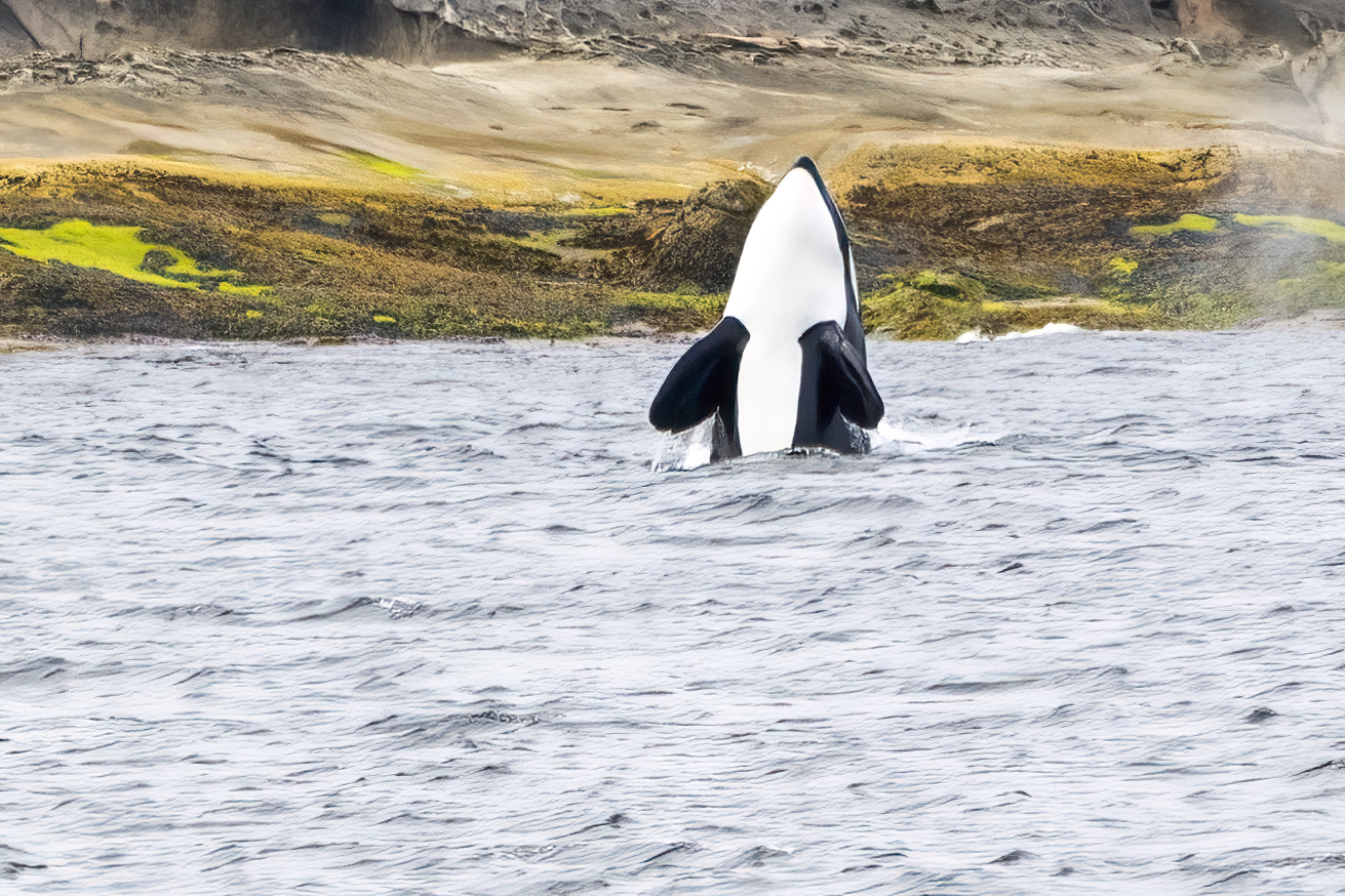 Killer whale