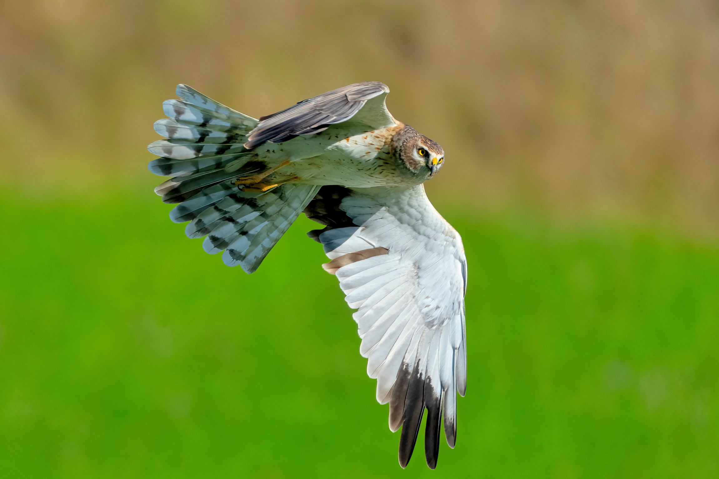 Giovane maschio di Albanella pallida (Circus macrourus)