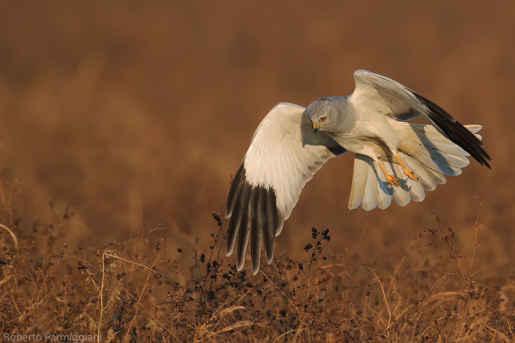Hen harrier