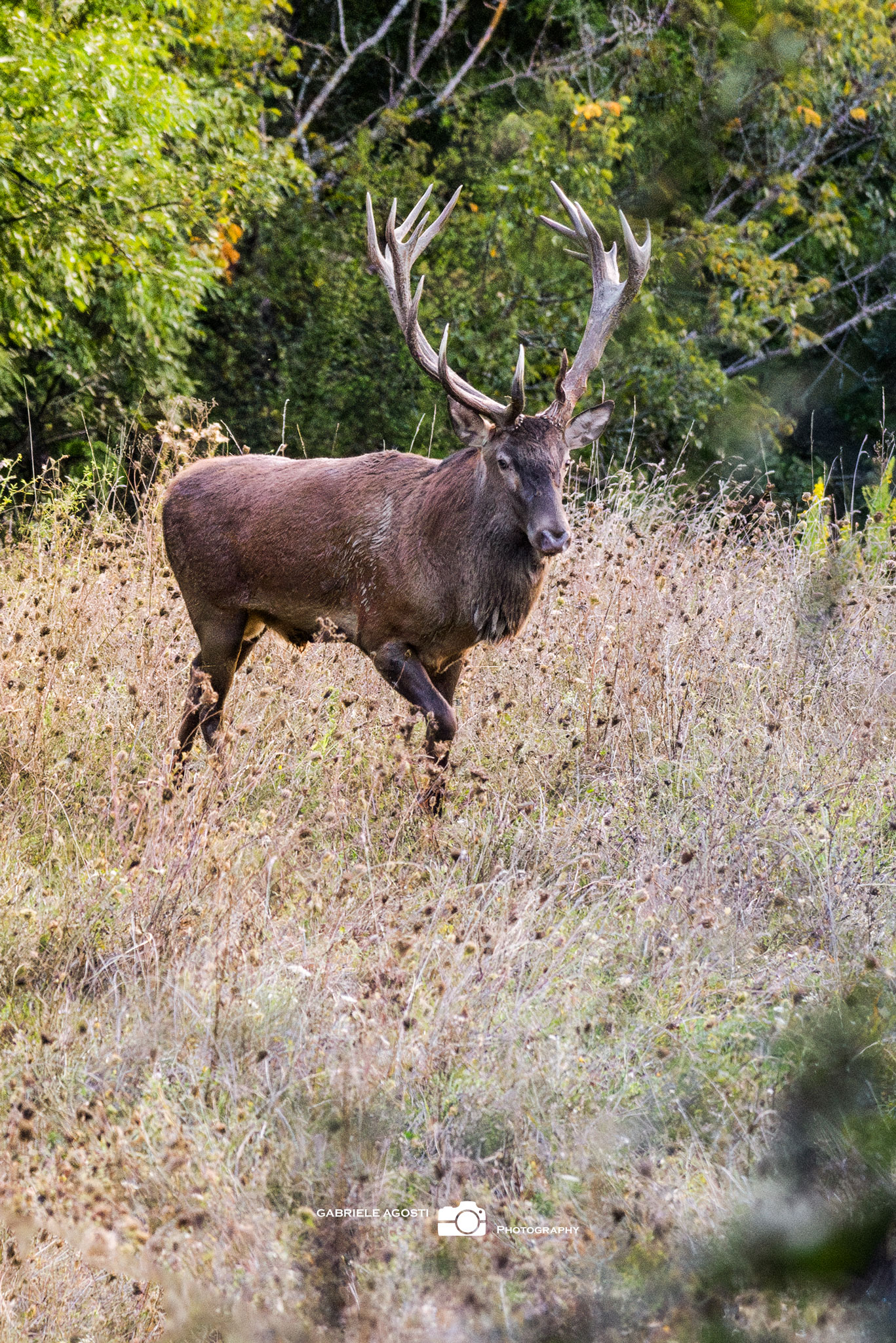 A walk out of the woods