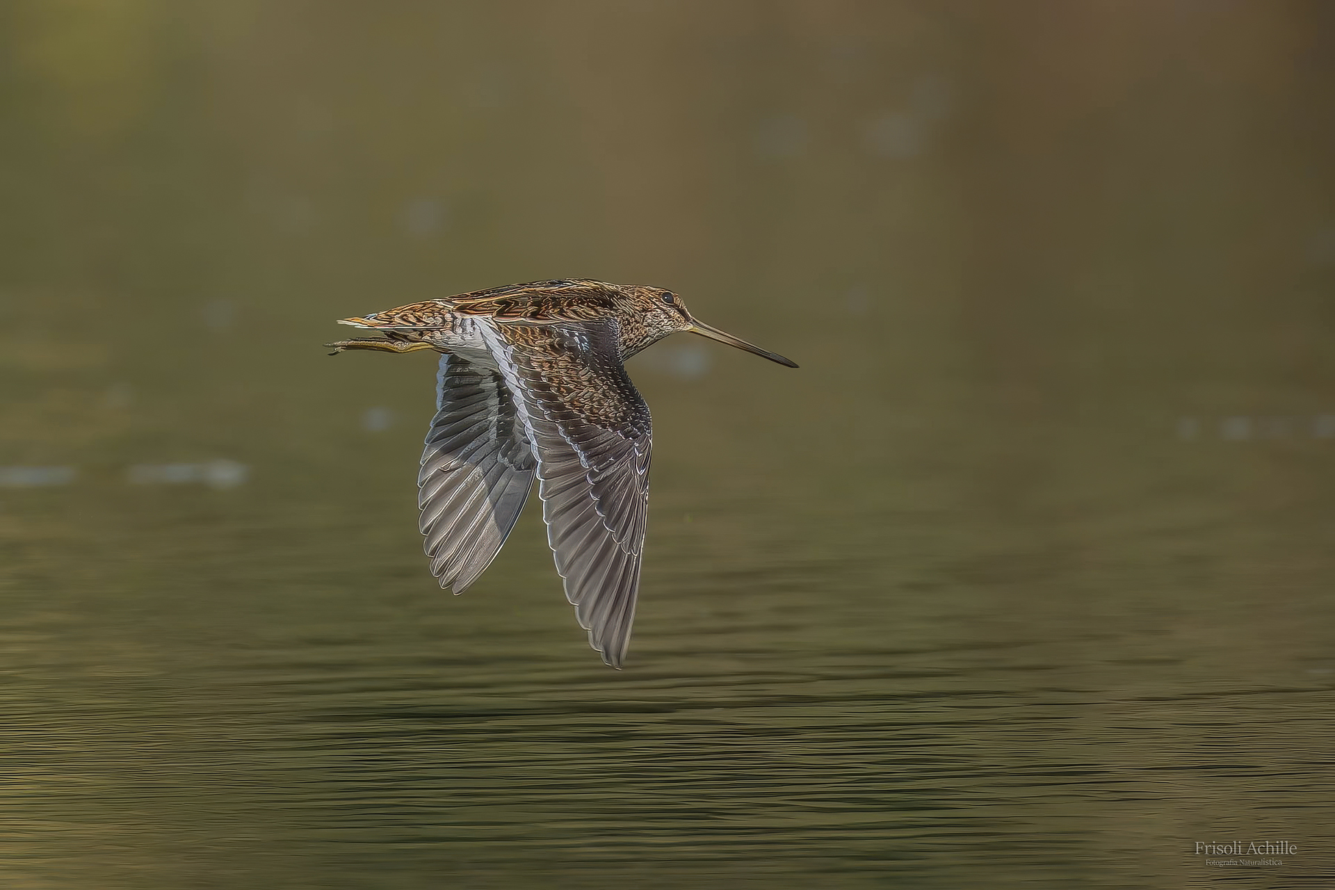 Snipe