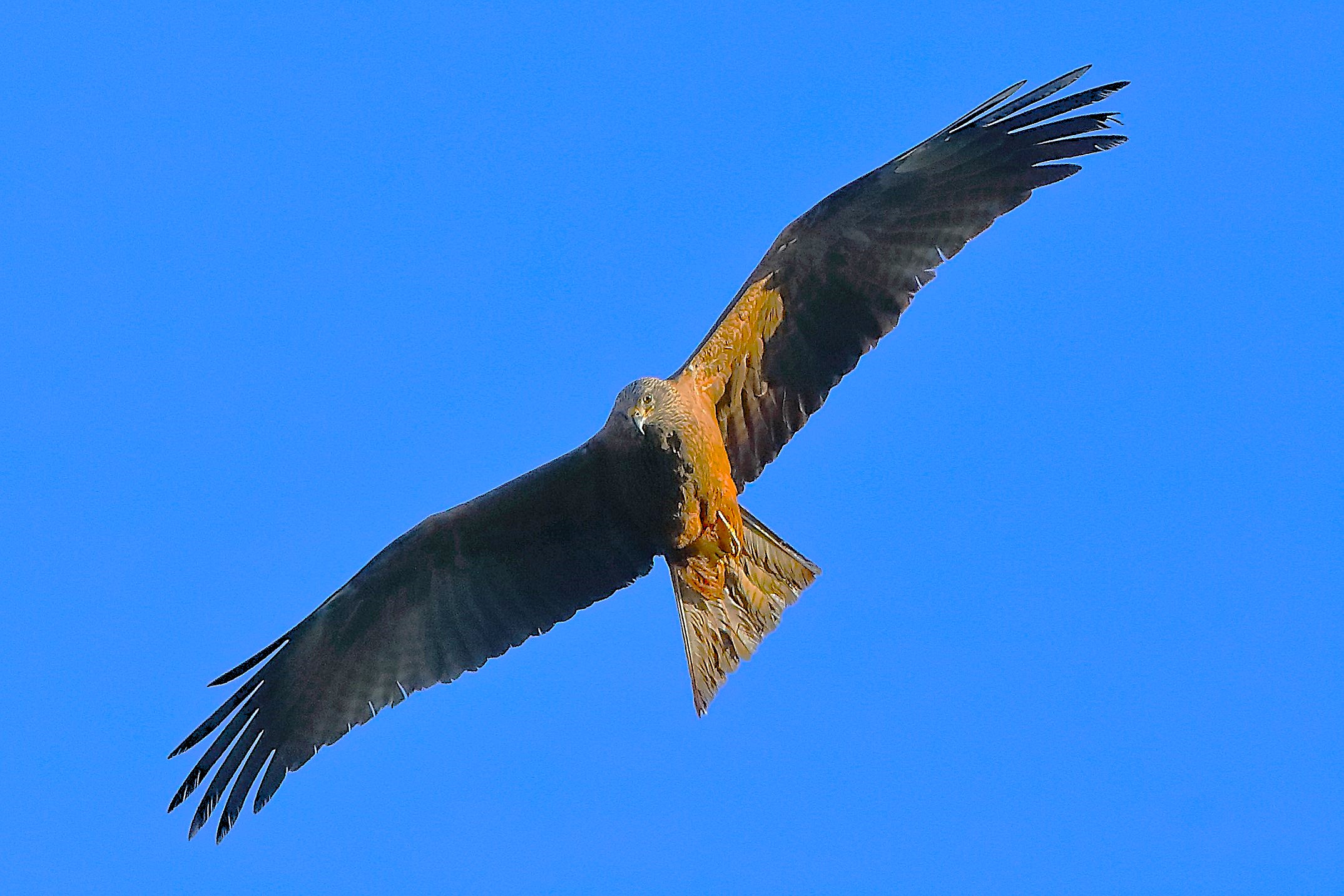 Nibbio bruno 24 aprile 2024 - 0018