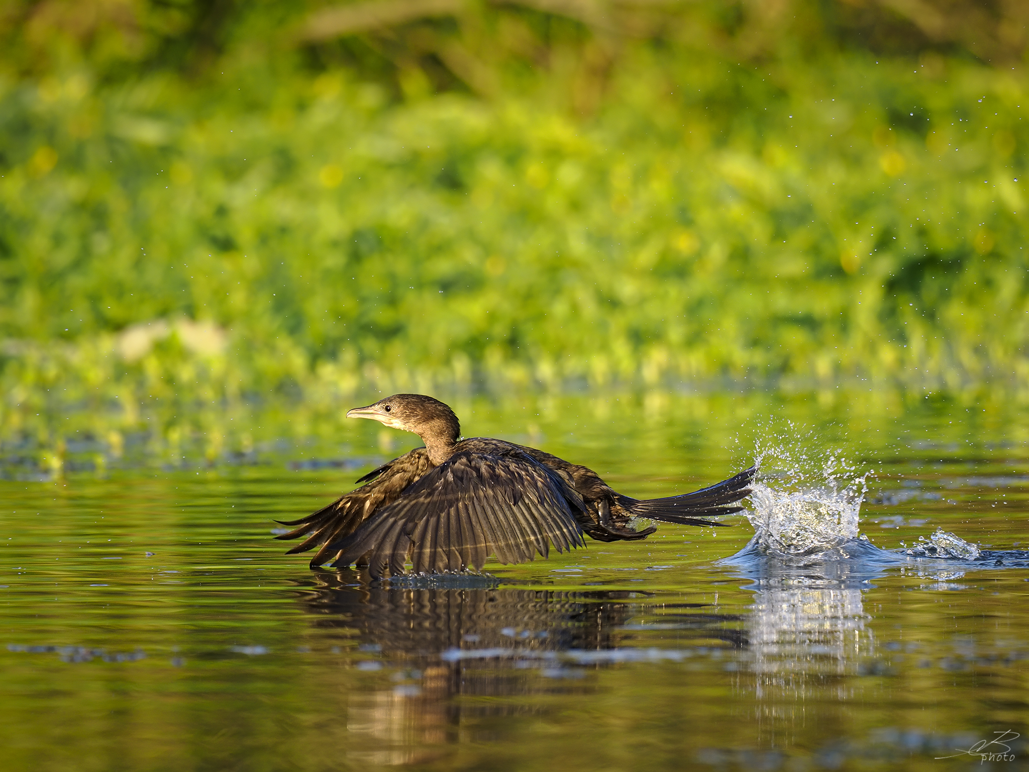 Cormorant