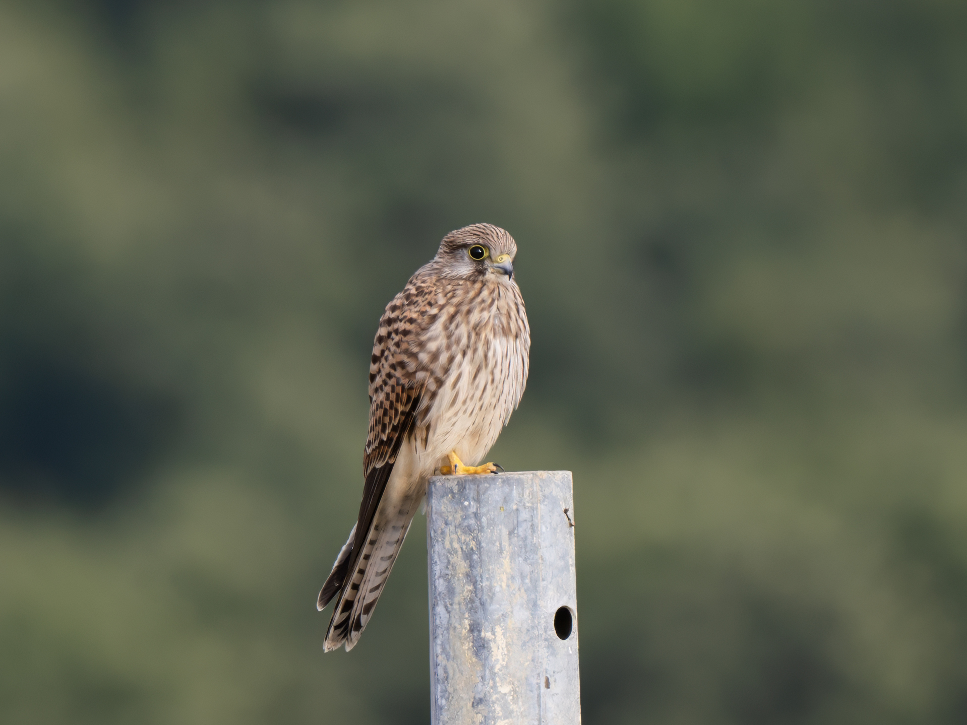 Kestrel