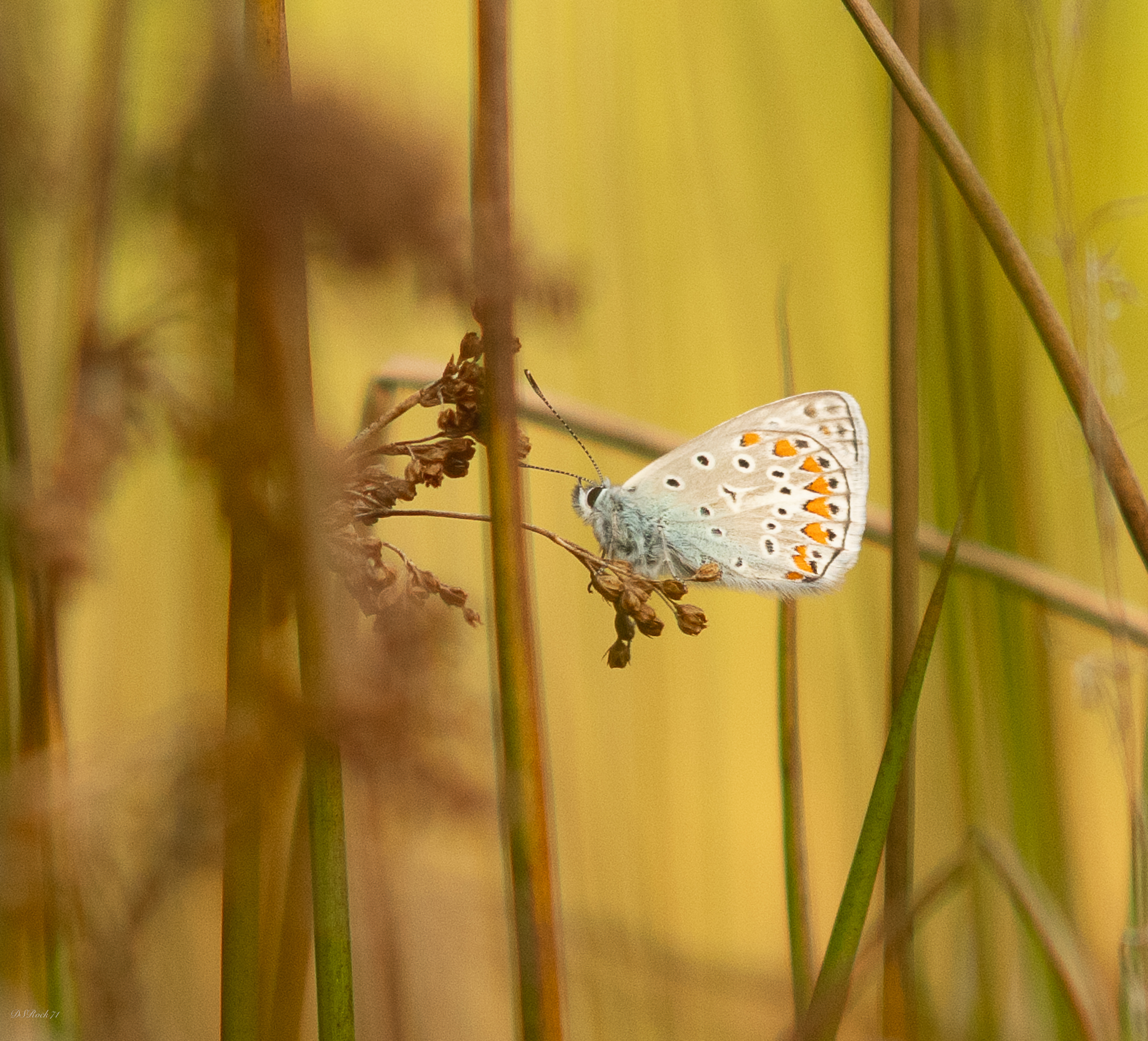 Butterfly on yelllow
