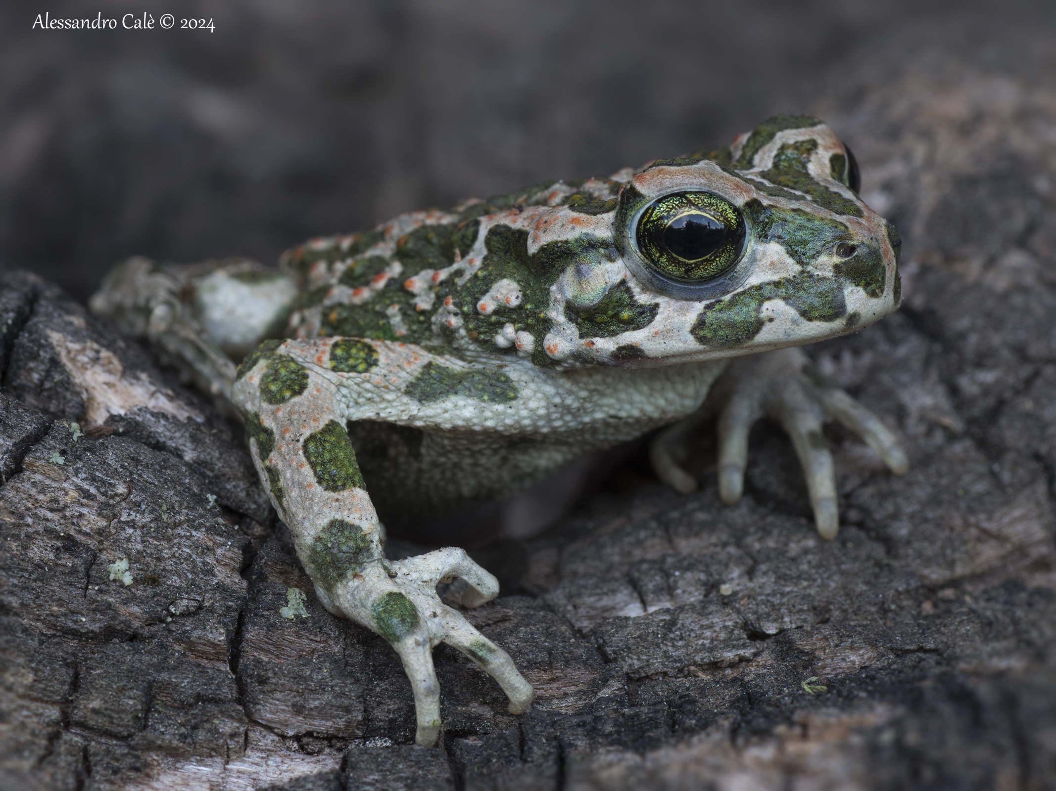 Pseudepidalea viridis (Rospo smeraldino) 5499