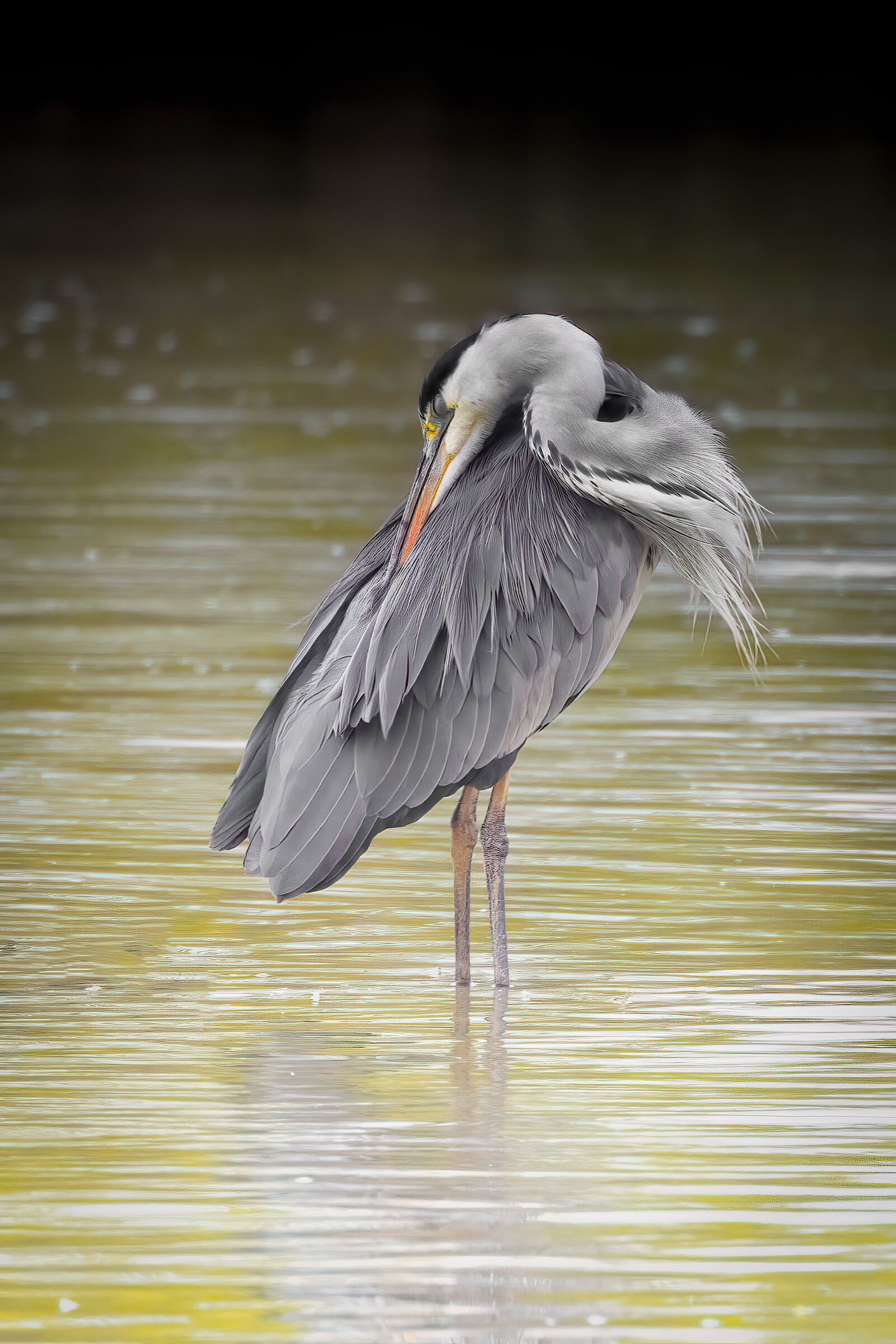 Il riposo del cenerino