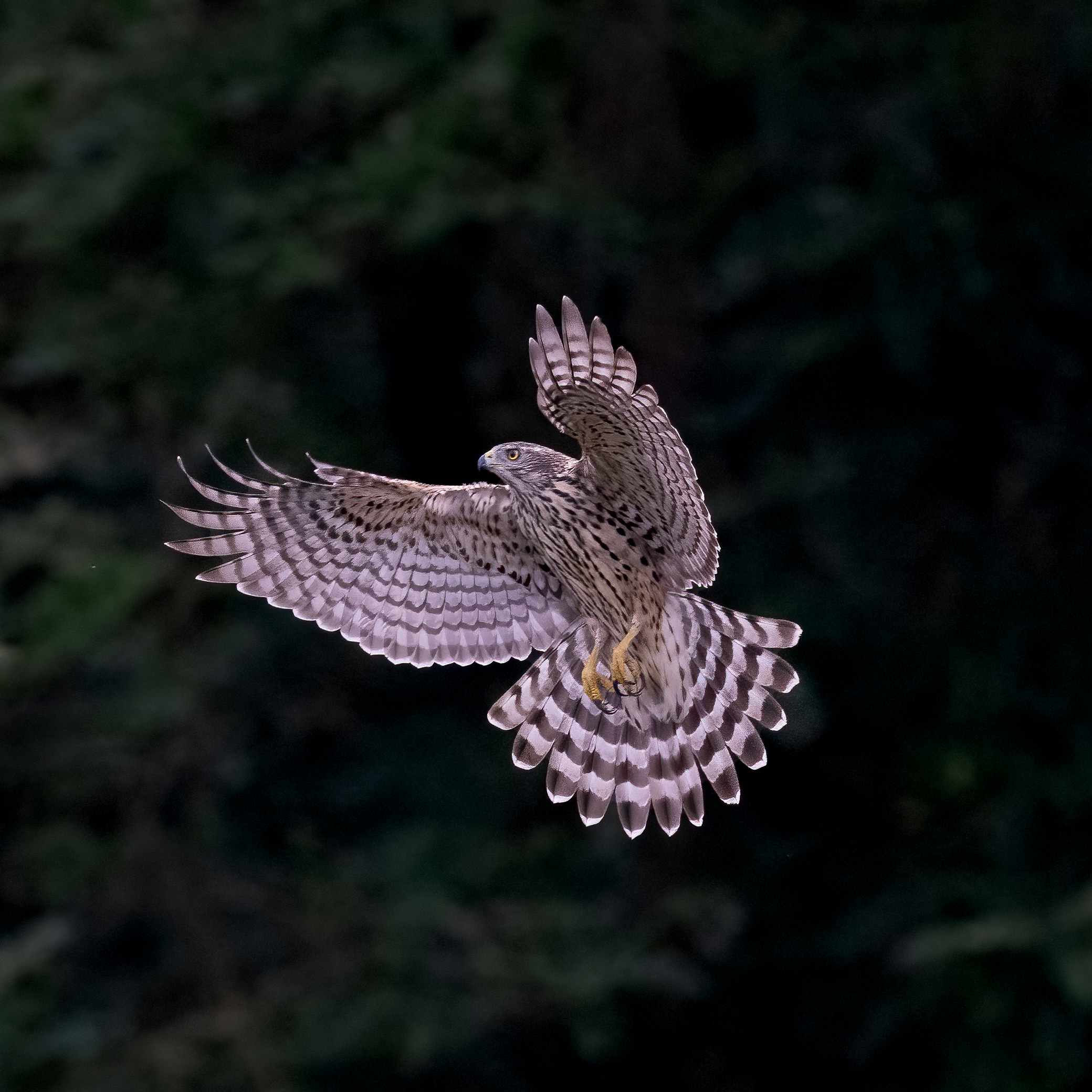Goshawk