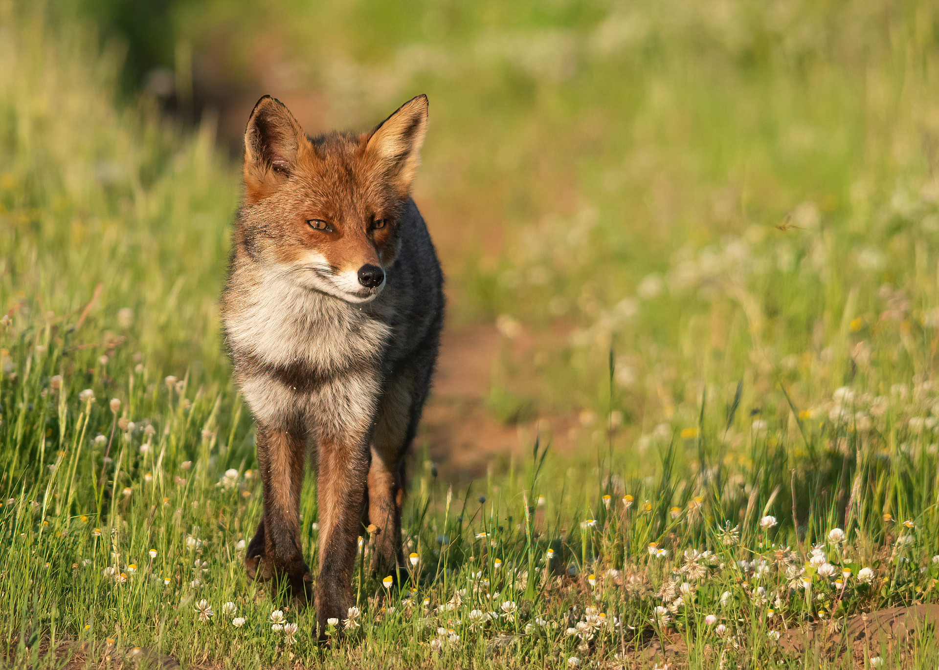 Sardinian fox