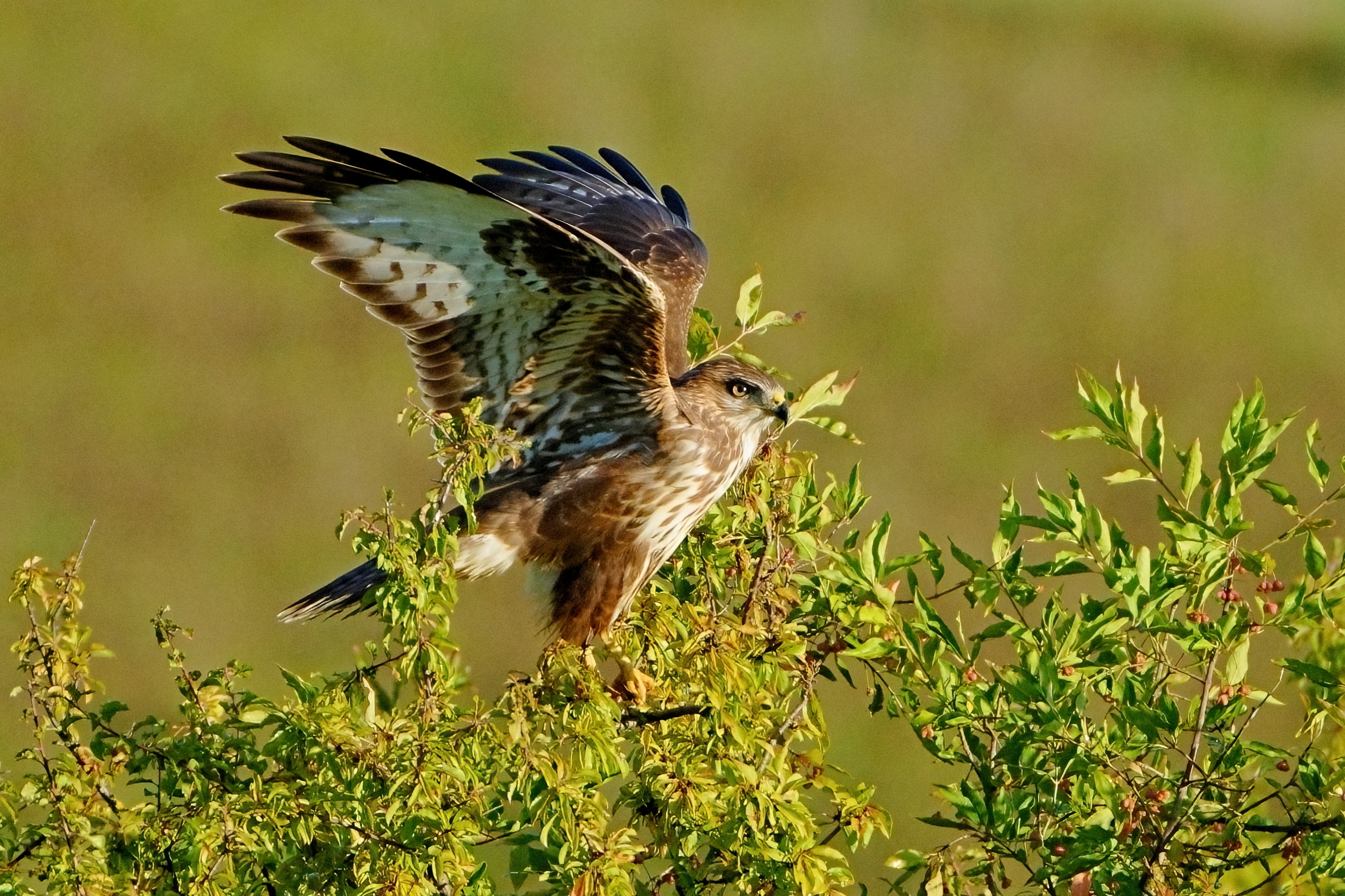 Buzzard (Buteo buteo)