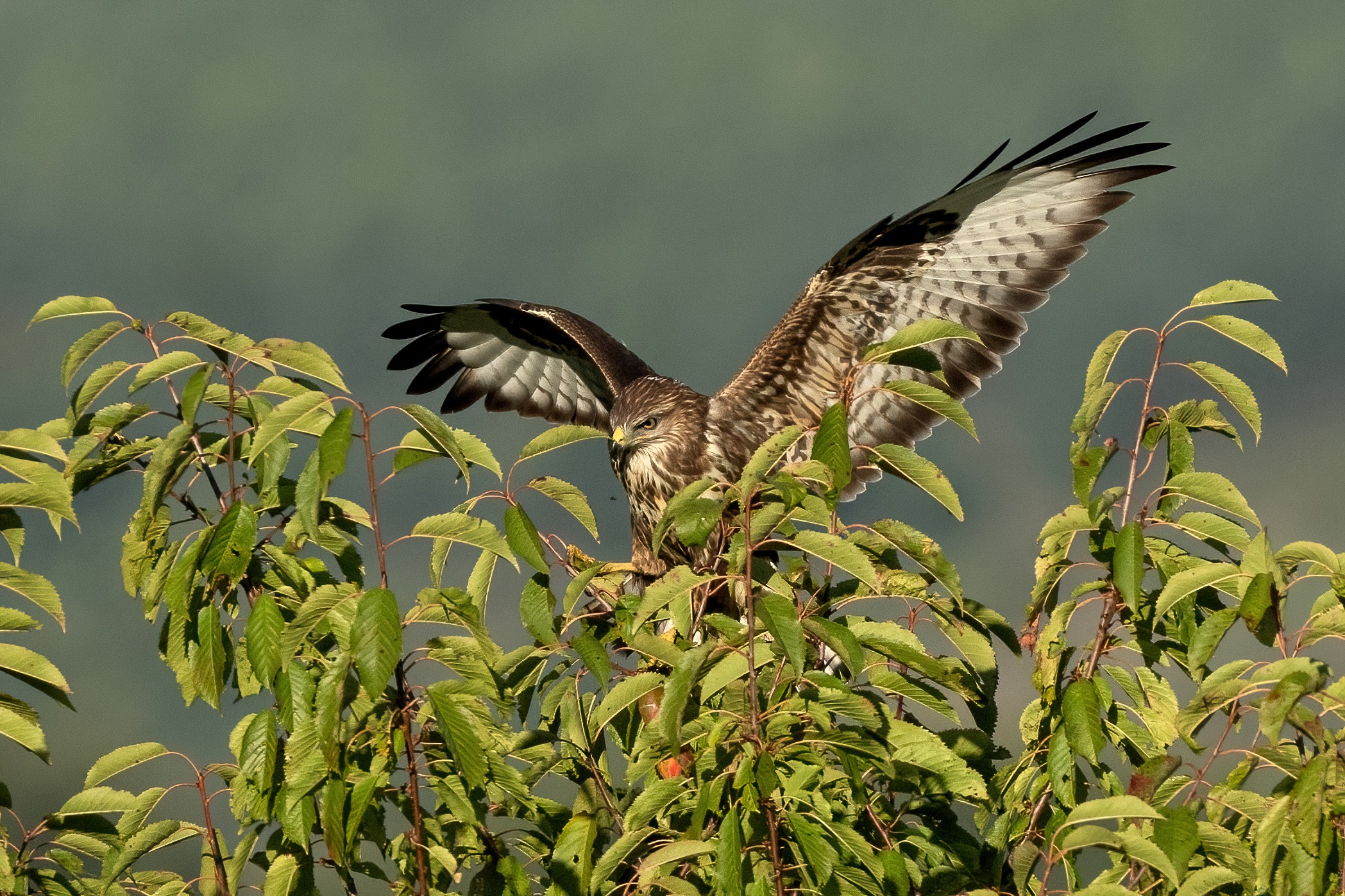 Buzzard (Buteo buteo)