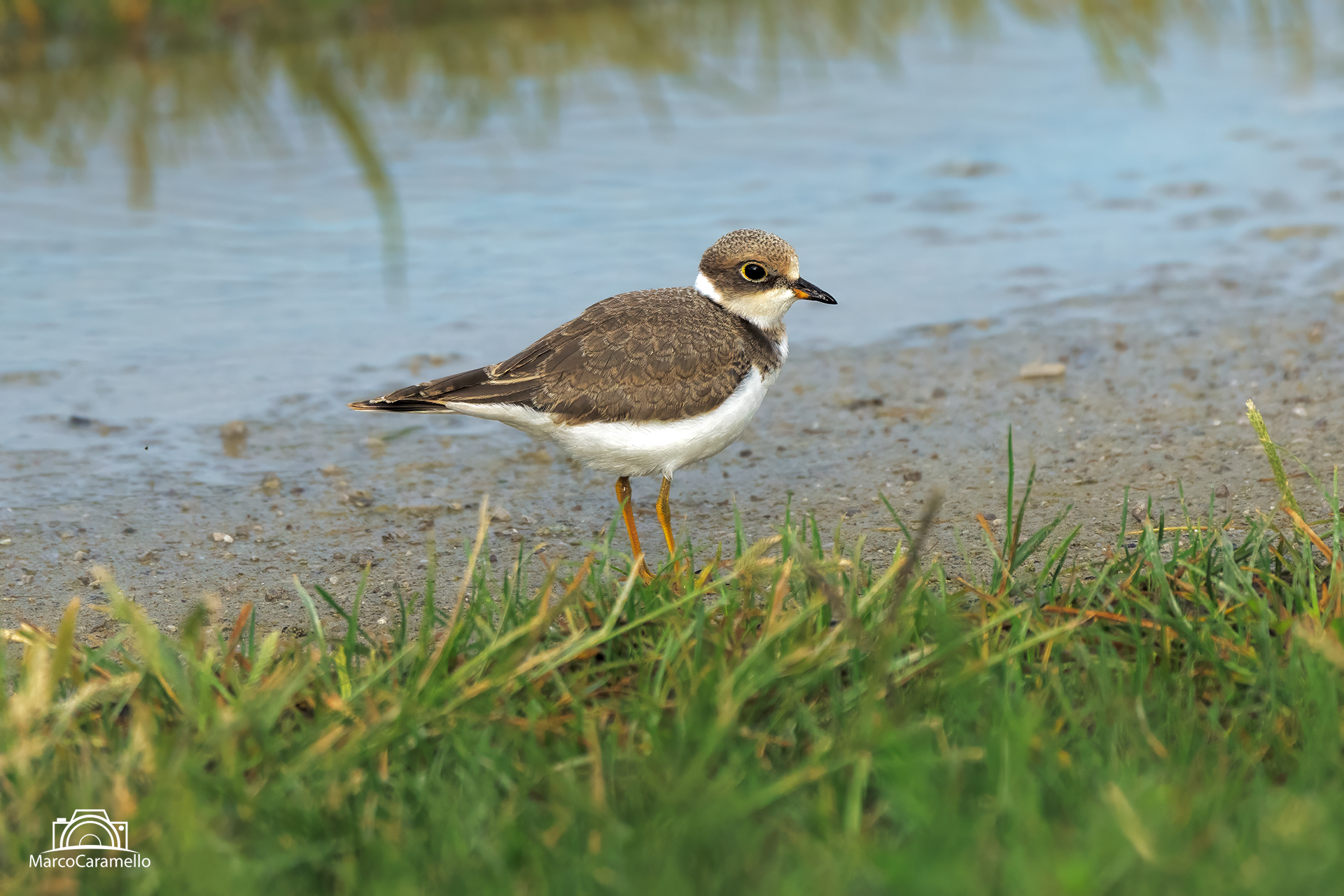 little ringed plover