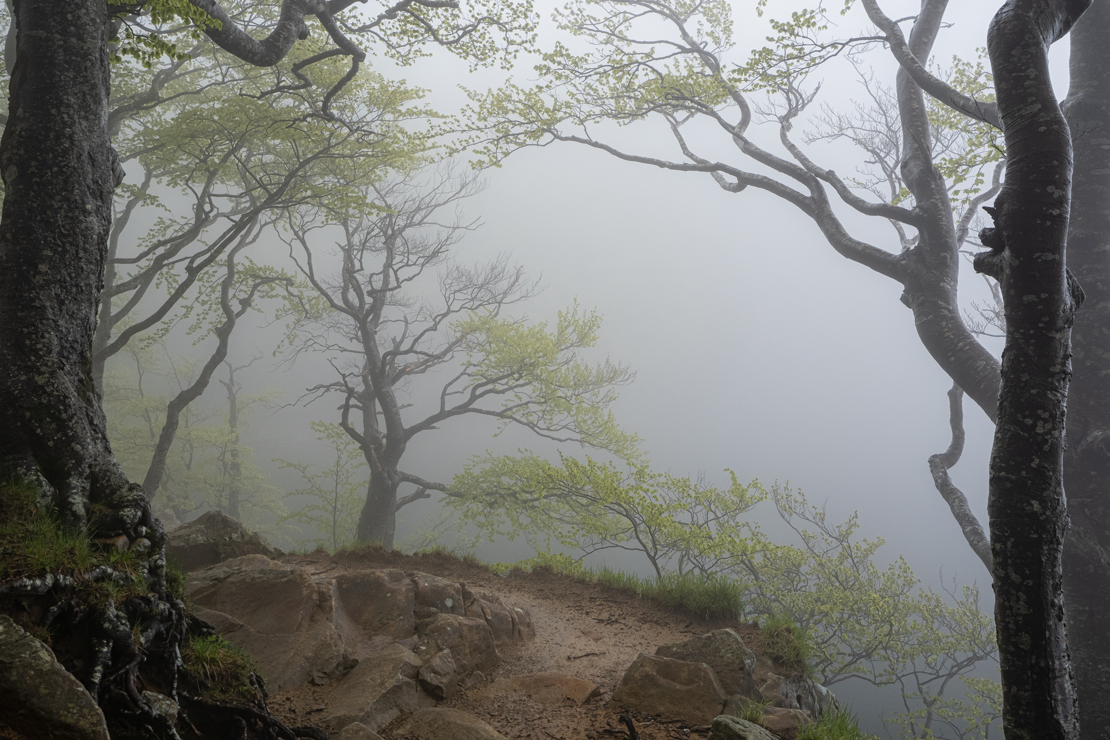 Fog fascinates the landscape