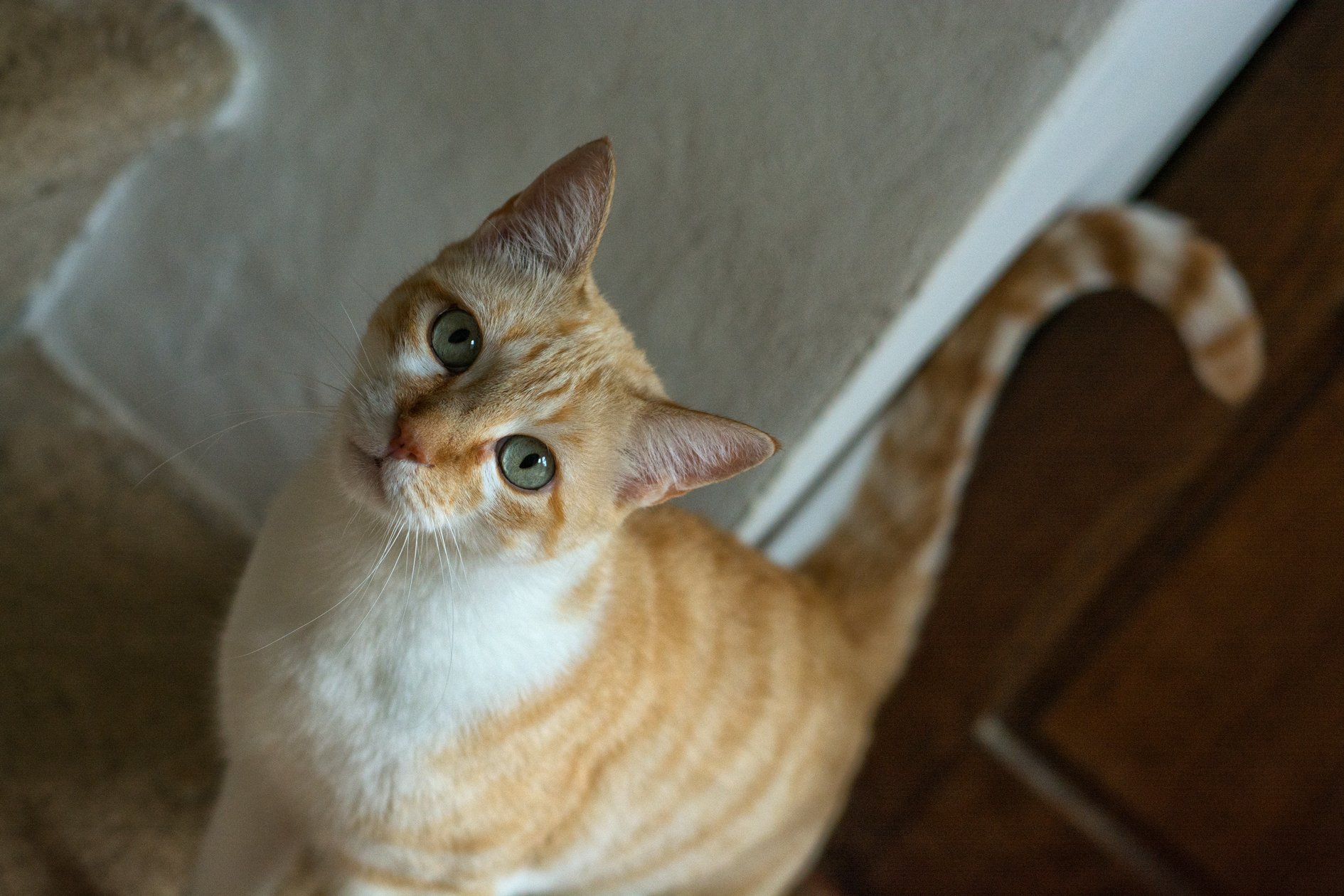 Chiaro