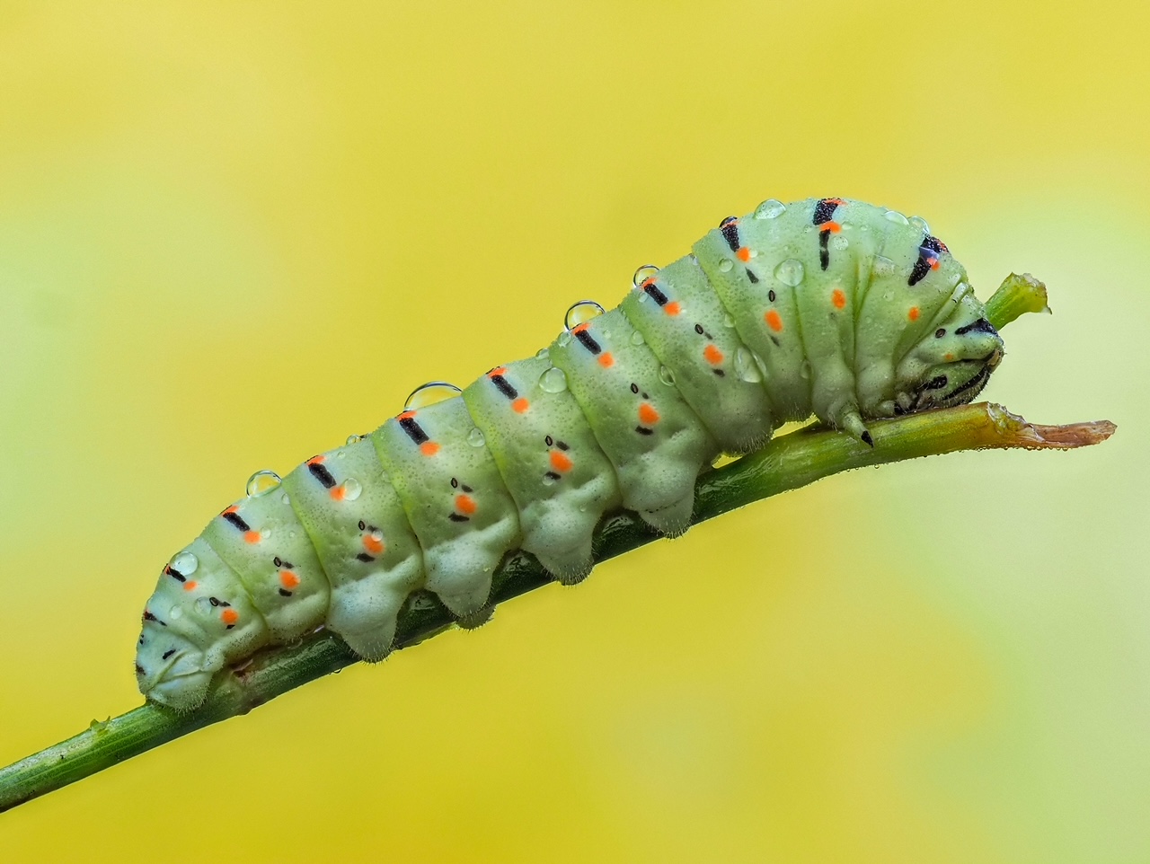Macaone caterpillar