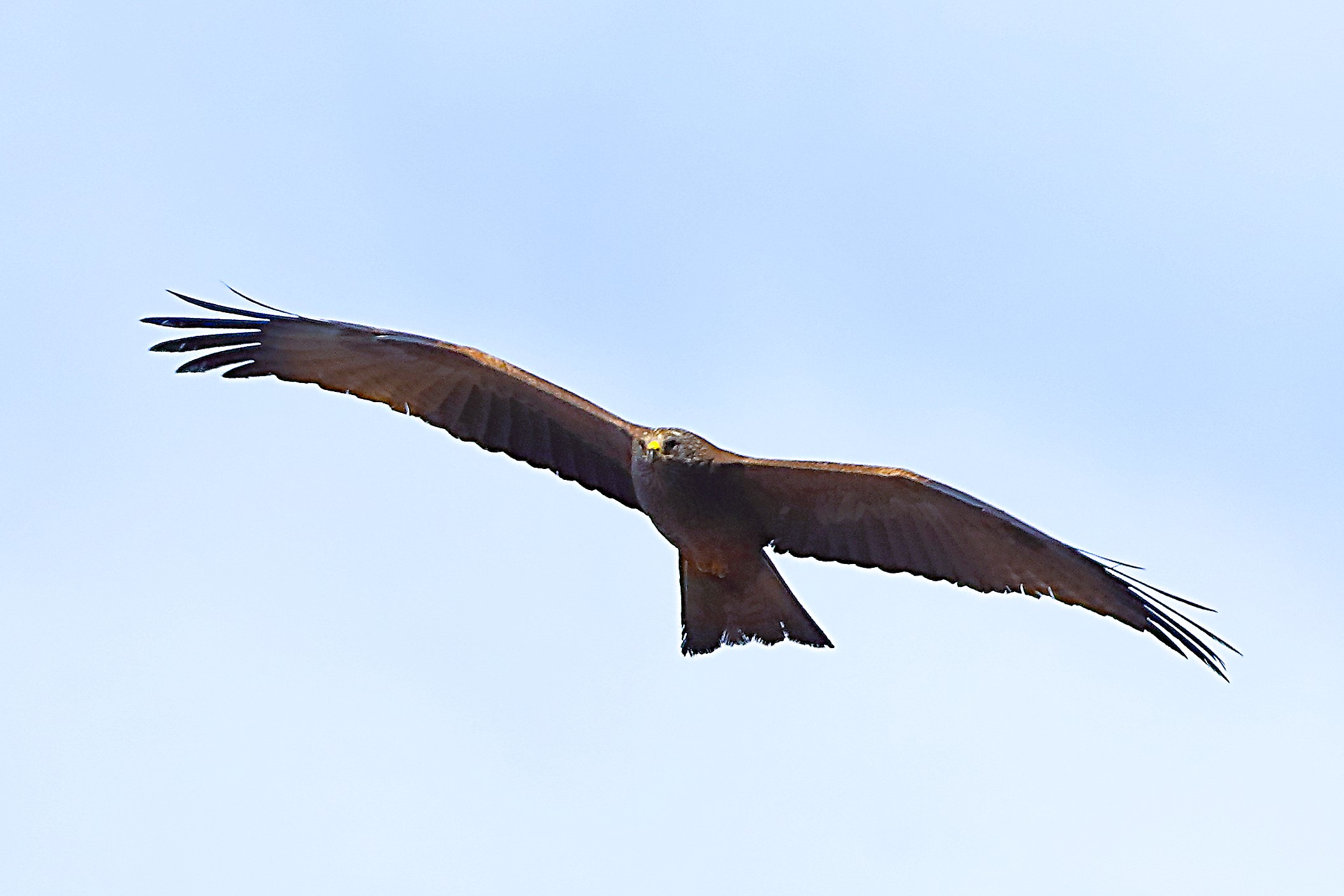 Nibbio bruno 24 aprile 2024 - 0027