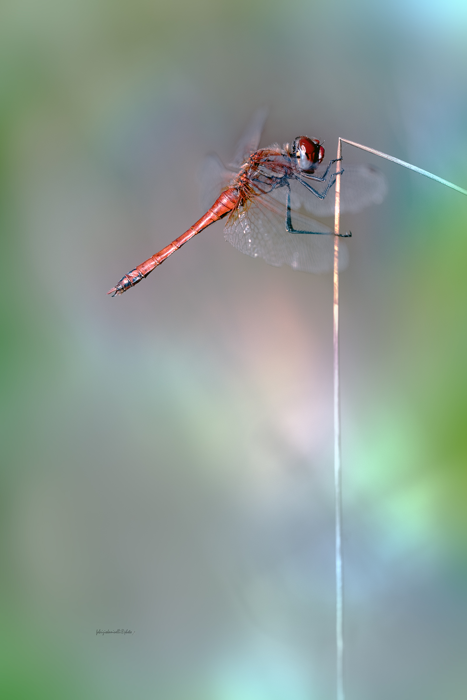 Sympetrum fonscolombii