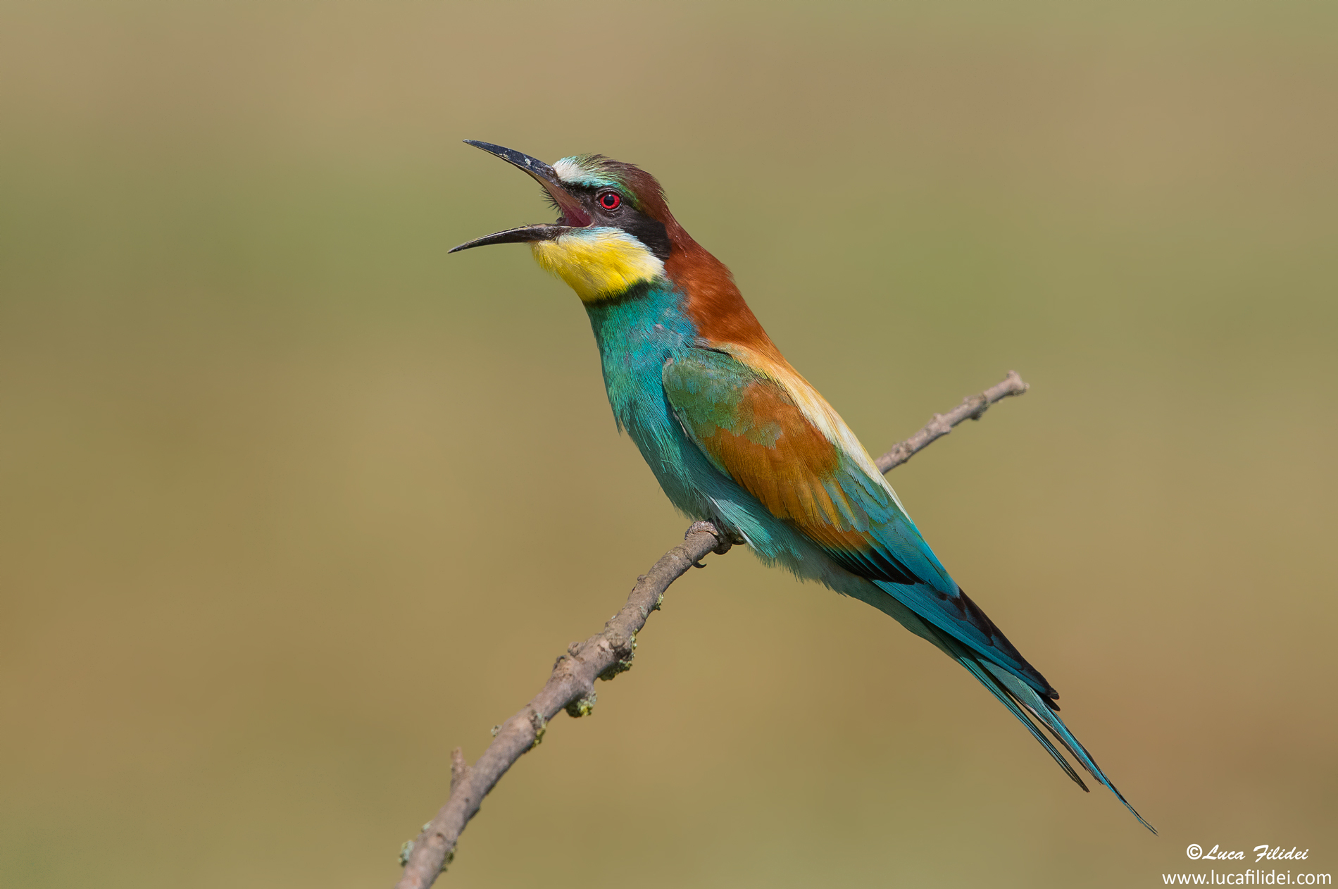 Bee-eater