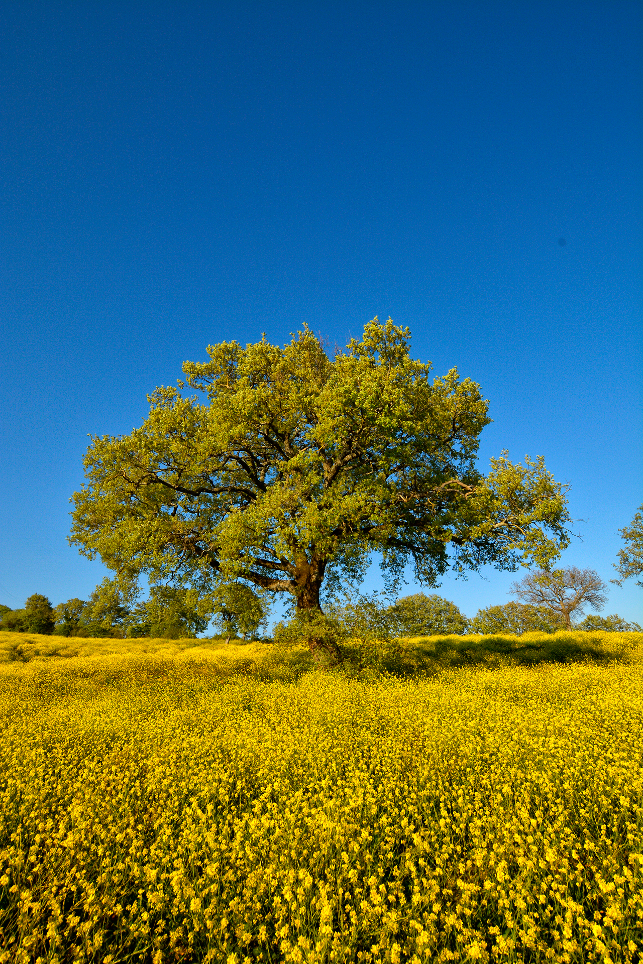 Colors of spring