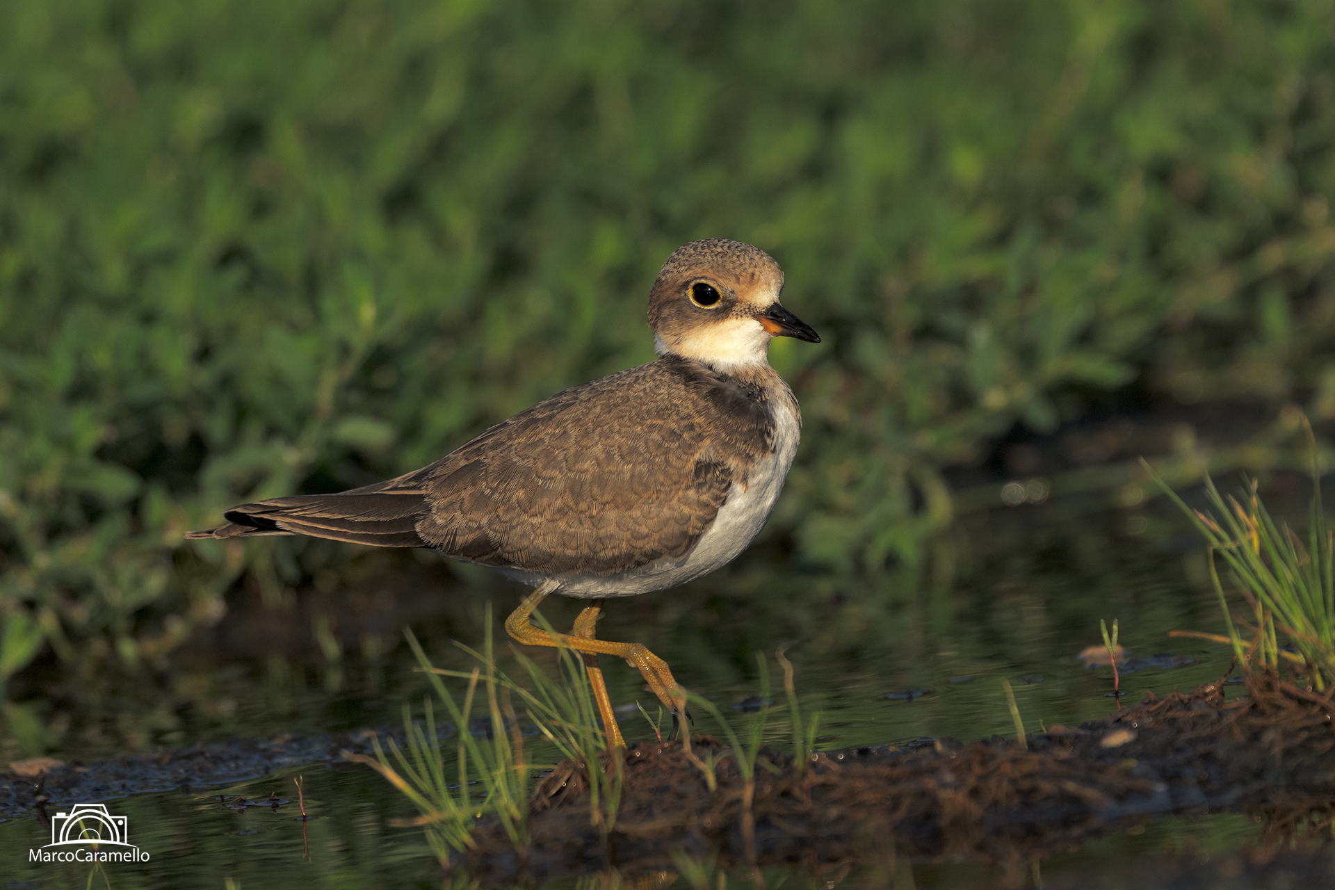 little ringed plover