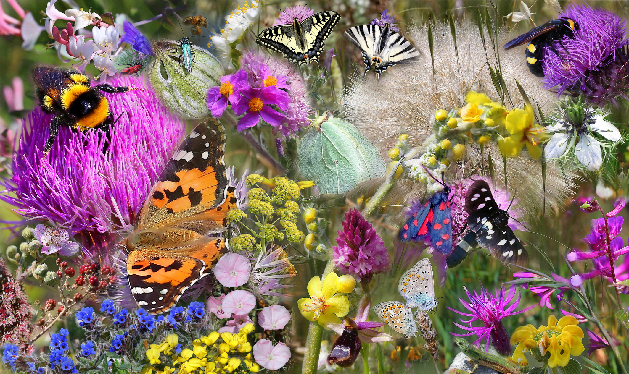 biodiversity in the Mediterranean scrub in Ostuni