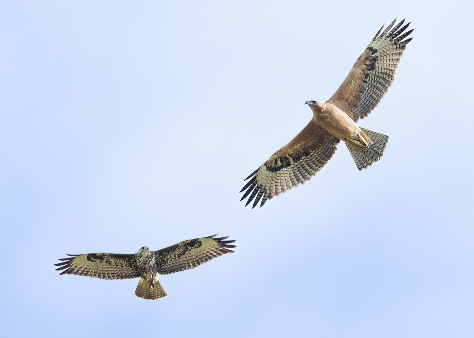 Aquila di Bonelli con poiana