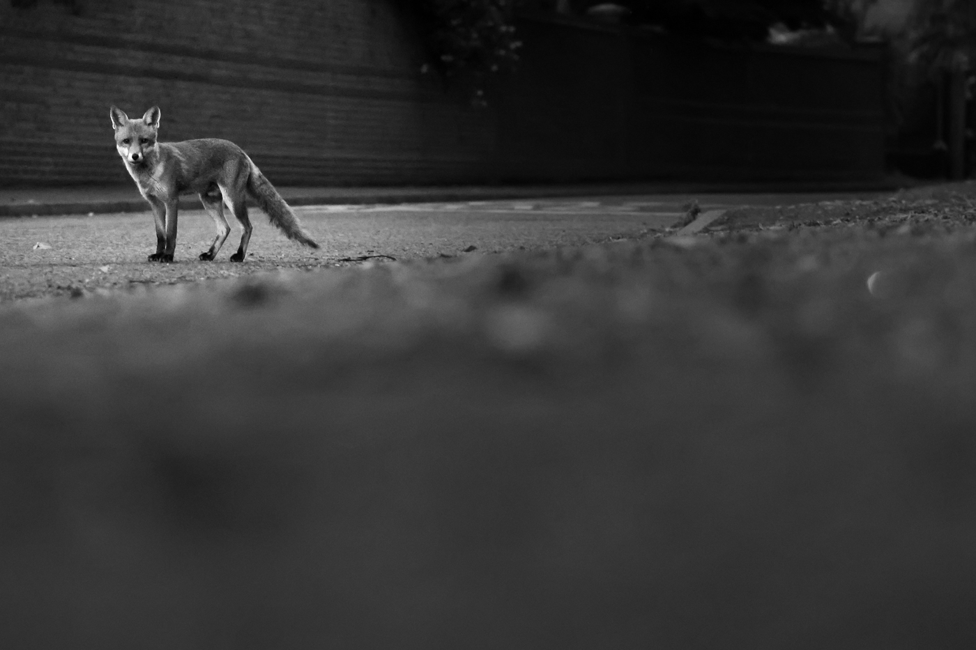 Urban Fox